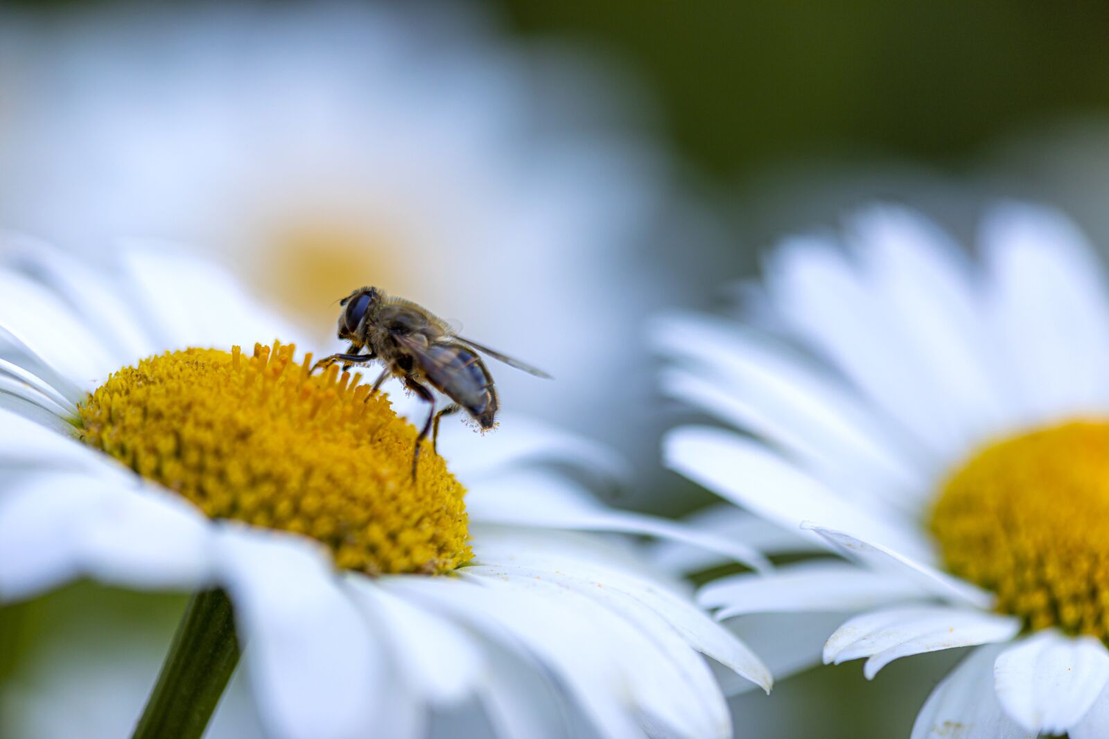 Canon EF 180mm F3.5L Macro USM sample photo. Garden, flowers, bee photography