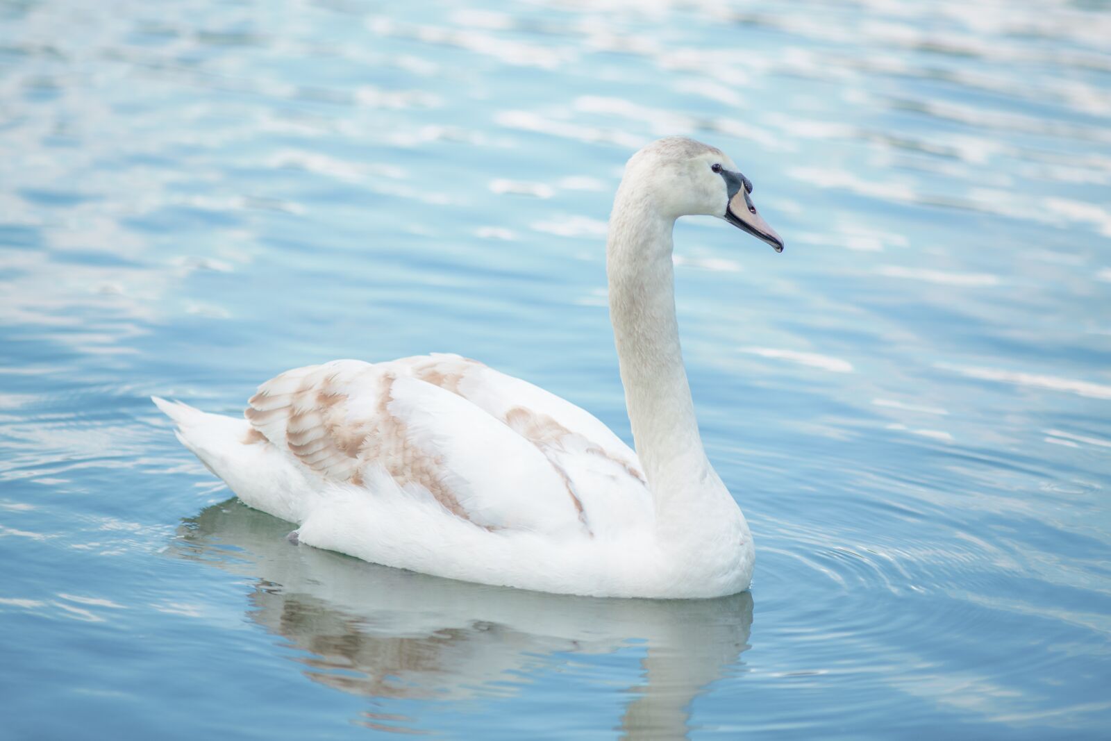 Canon EF 200mm F2.8L II USM sample photo. Swan, water, water bird photography