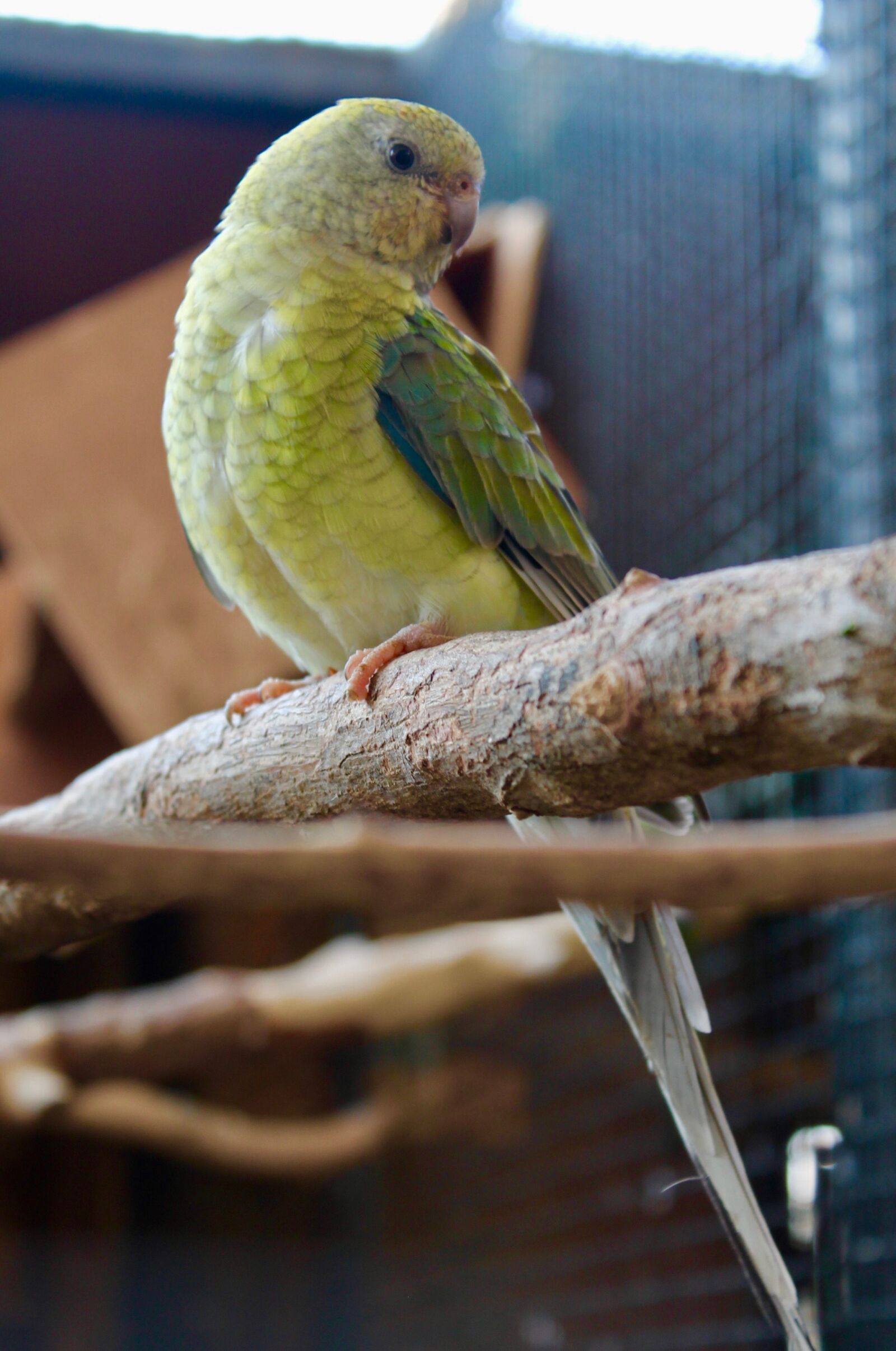Canon EOS 1100D (EOS Rebel T3 / EOS Kiss X50) sample photo. Nature, bird, wildlife photography