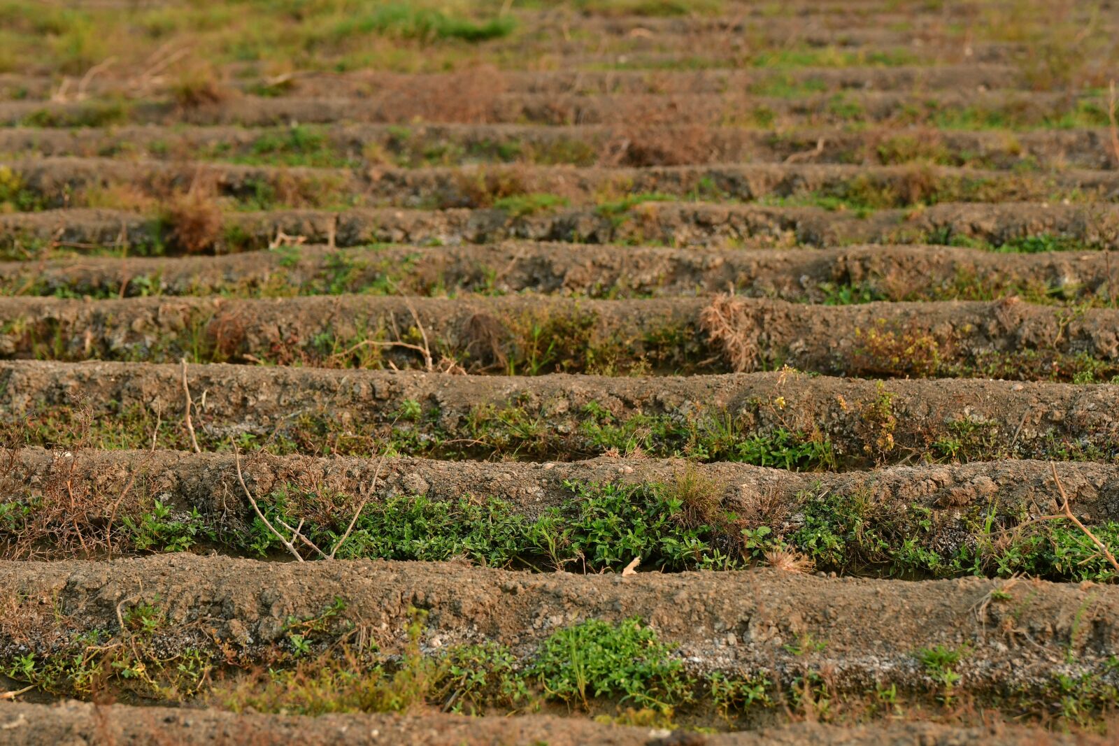 Nikon D500 sample photo. Embankment, dike, ditch photography