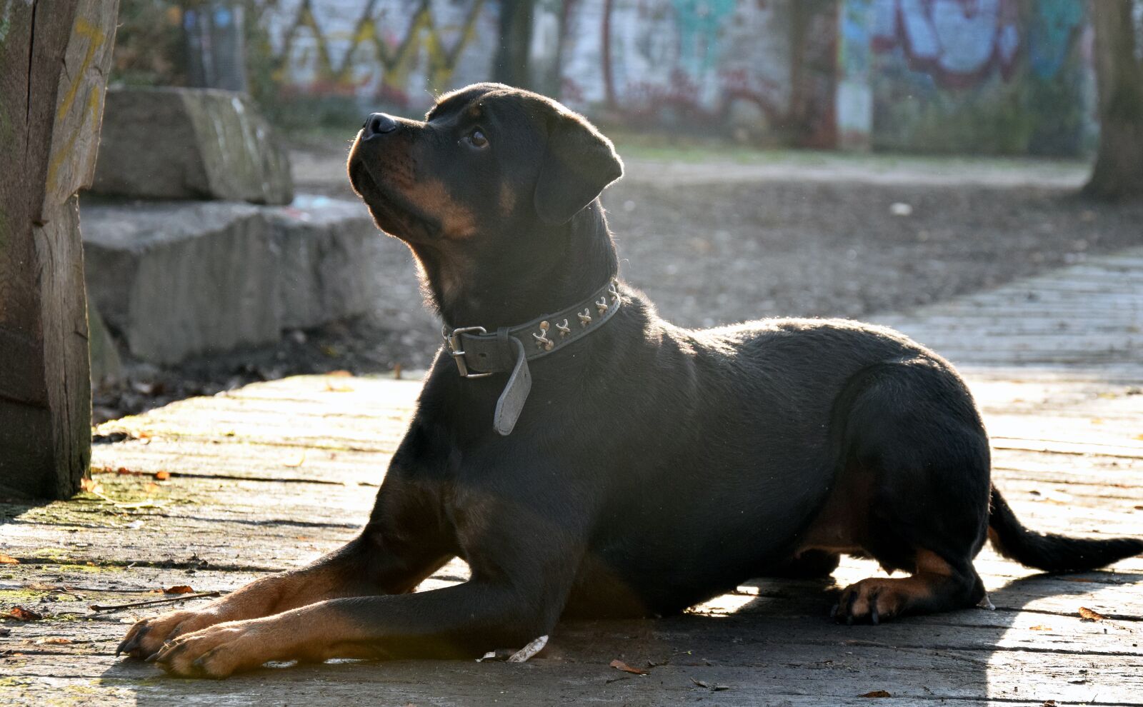 Nikon D3300 sample photo. Rotweiler, dog, fog photography