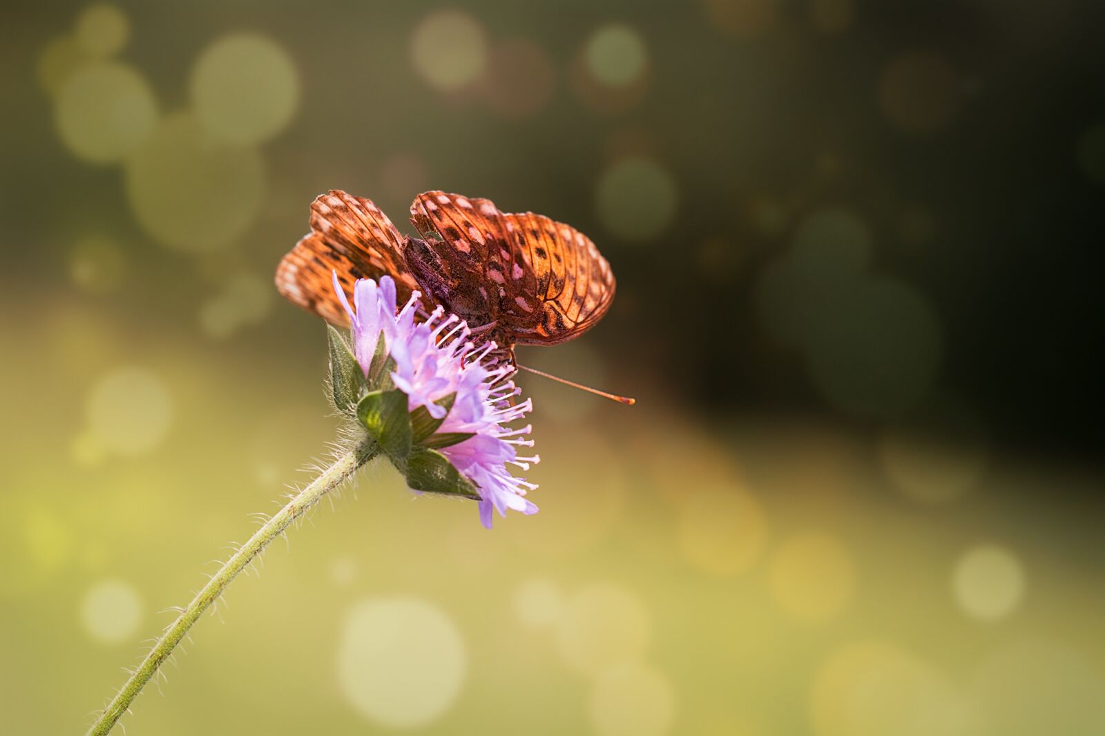 Nikon D7100 sample photo. Butterfly, butterflies, insect photography