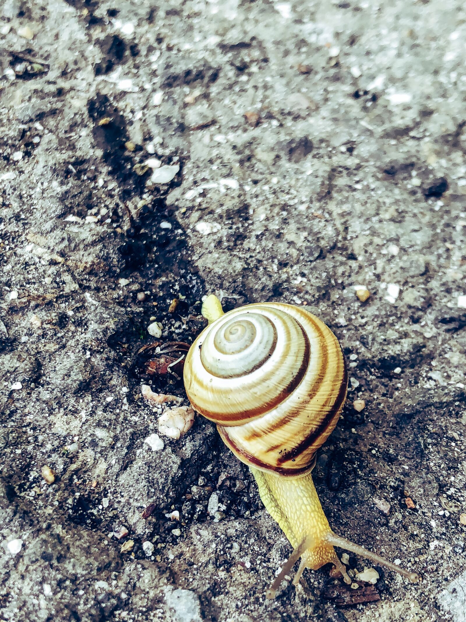 iPhone X back dual camera 4mm f/1.8 sample photo. Snail, nature, animal photography