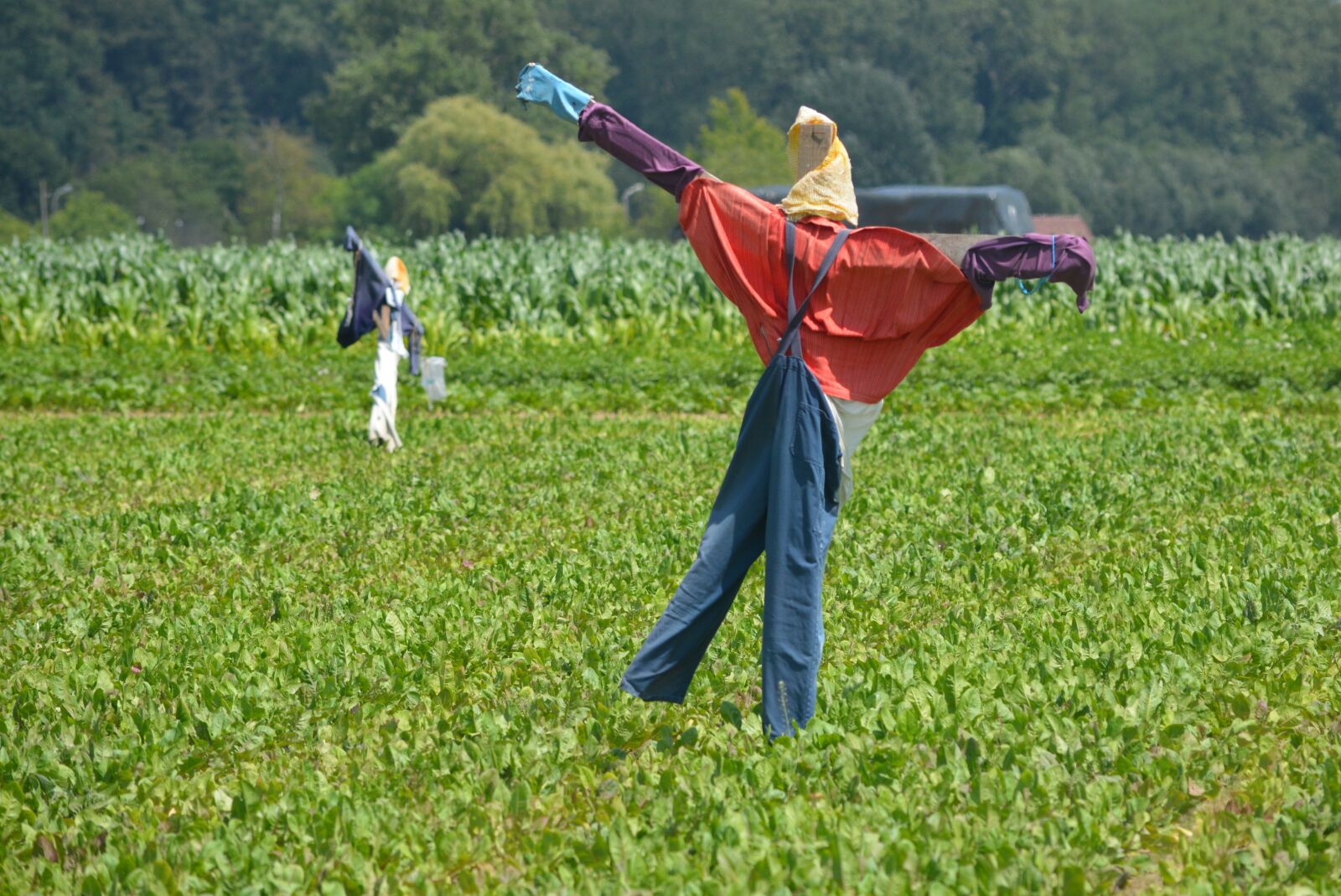 Nikon D5200 sample photo. Scarecrow, deterrent, field photography