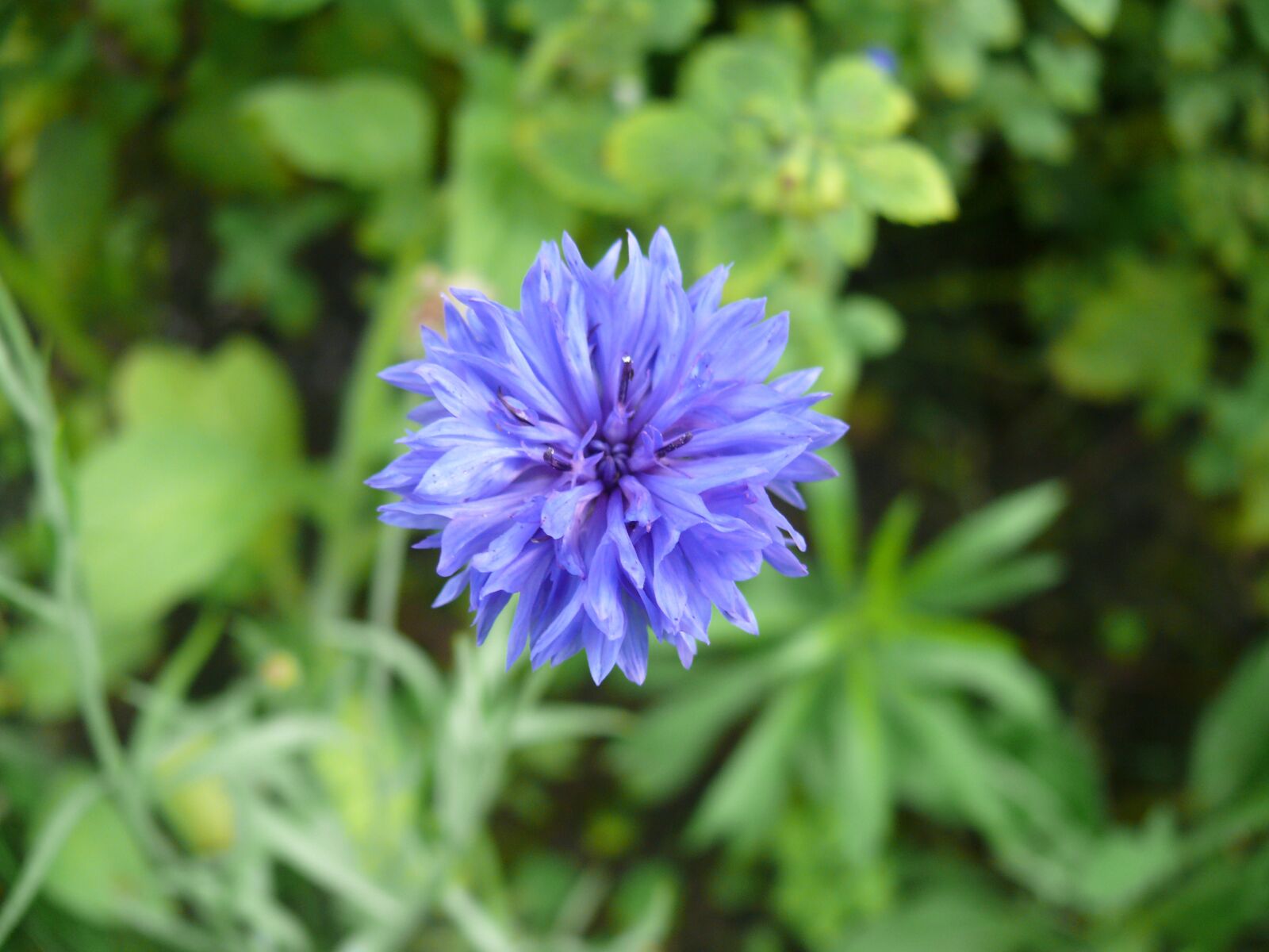 Panasonic DMC-FZ50 sample photo. Cornflower, flower, blue photography