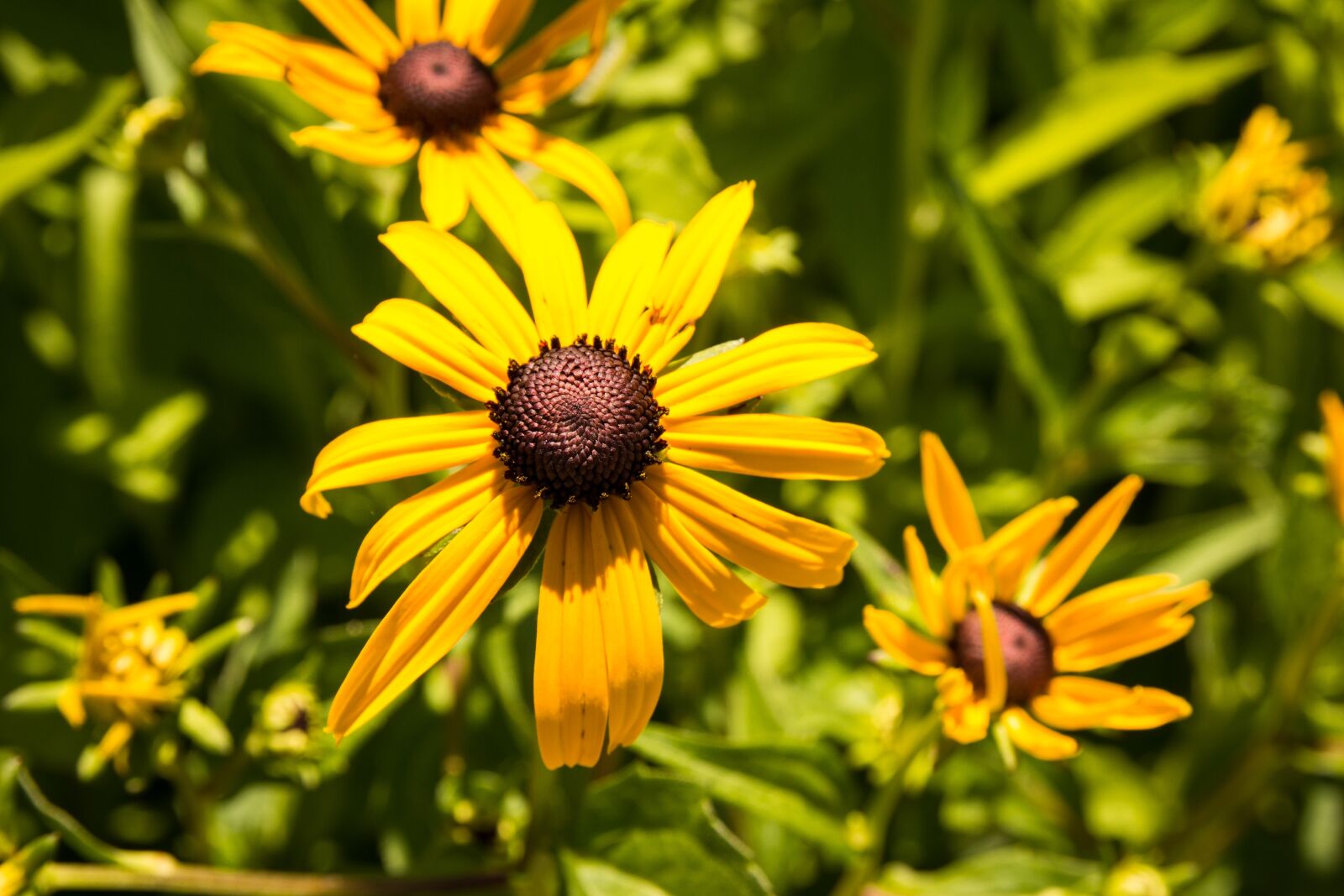 Canon EOS 650D (EOS Rebel T4i / EOS Kiss X6i) sample photo. Coneflower, yellow, blossom photography