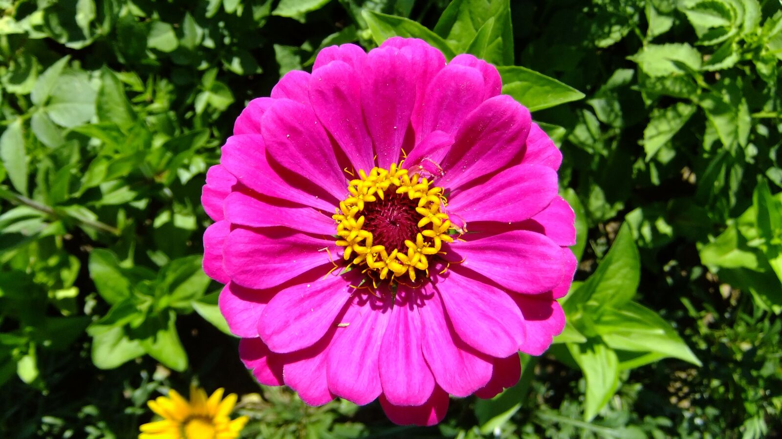 FujiFilm FinePix F80EXR (FinePix F85EXR) sample photo. Zinnia, red, summer photography