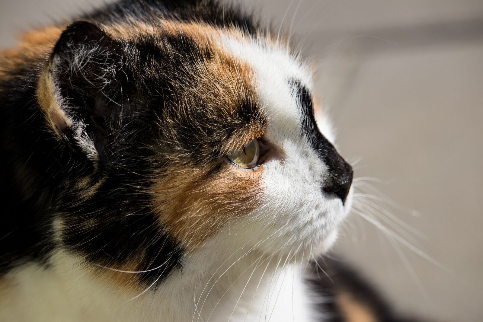 Canon EF-S 55-250mm F4-5.6 IS STM sample photo. Cat, mammal, animal photography