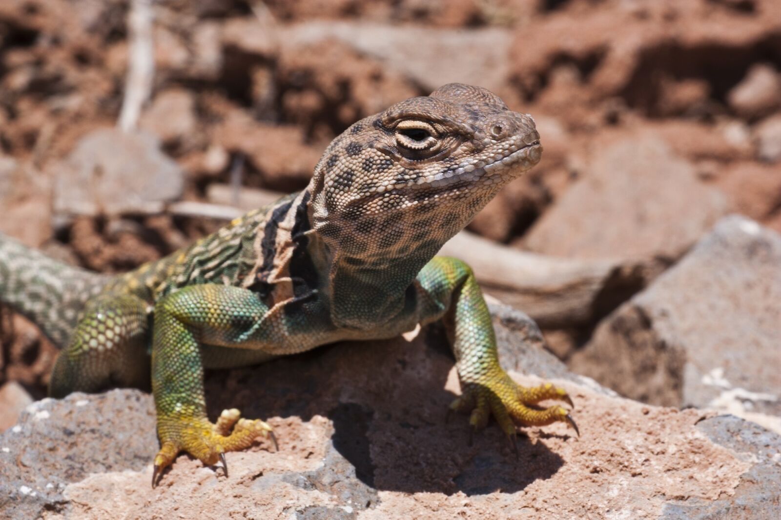 Canon EOS 450D (EOS Rebel XSi / EOS Kiss X2) sample photo. Collared lizard, reptile, portrait photography