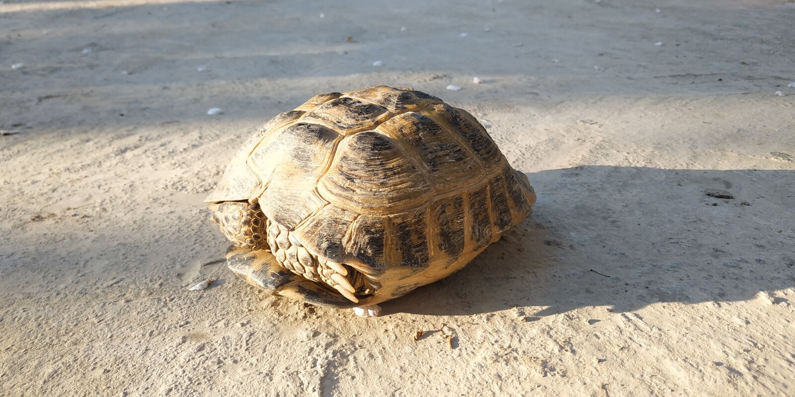 Xiaomi Redmi Note 5 sample photo. Turtle, tortoise, pet photography