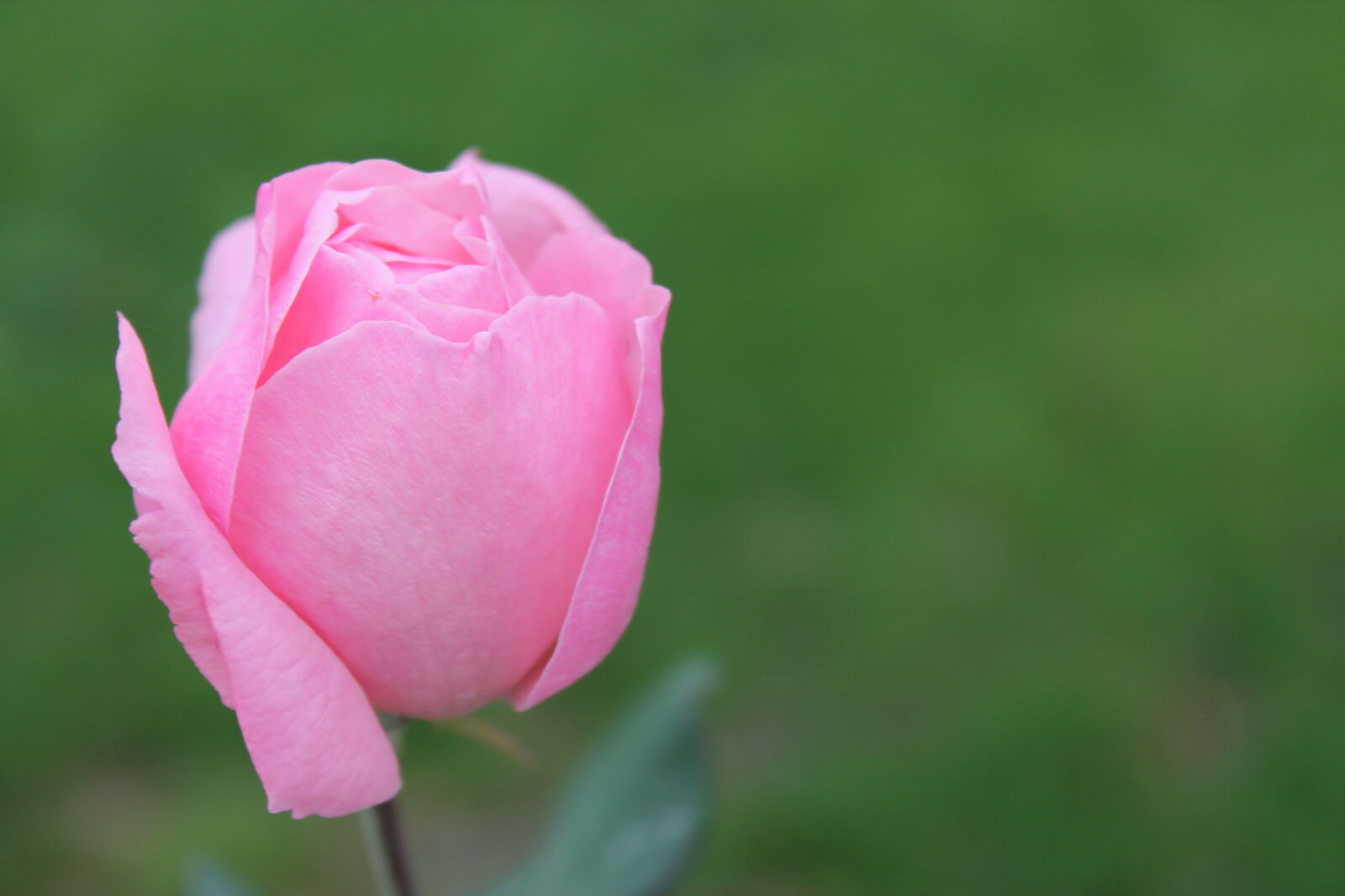 Canon EOS 1100D (EOS Rebel T3 / EOS Kiss X50) sample photo. Flower, rose photography