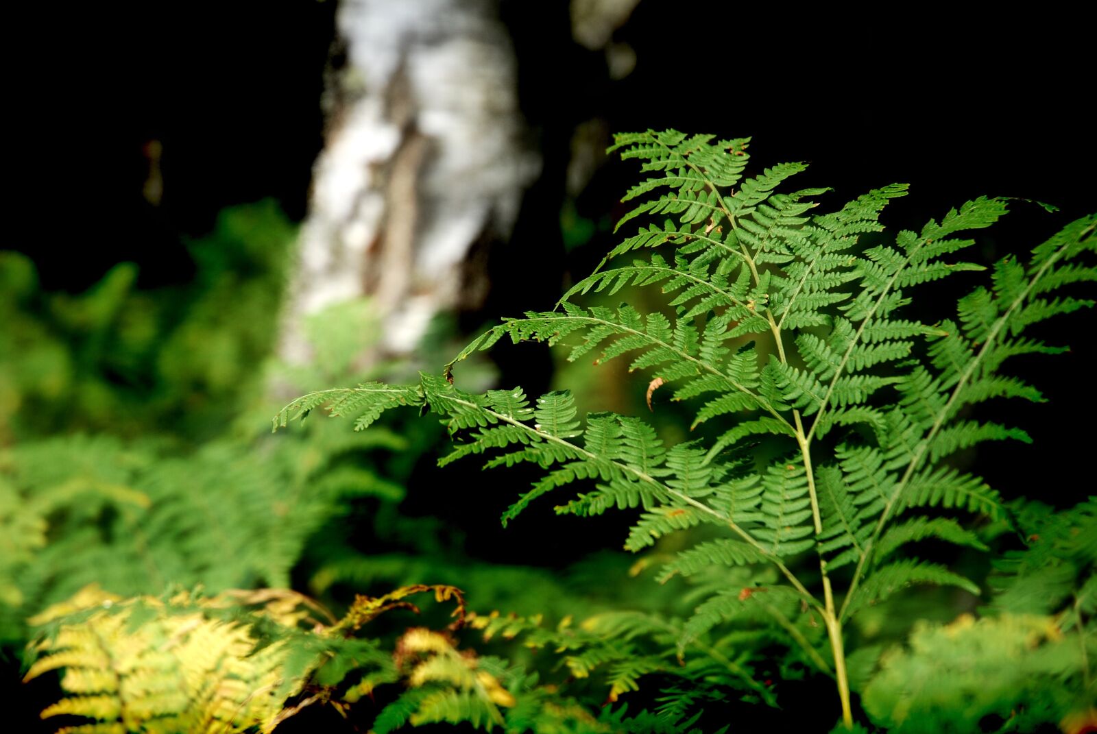 Nikon D80 sample photo. Forrest, plant, nature photography