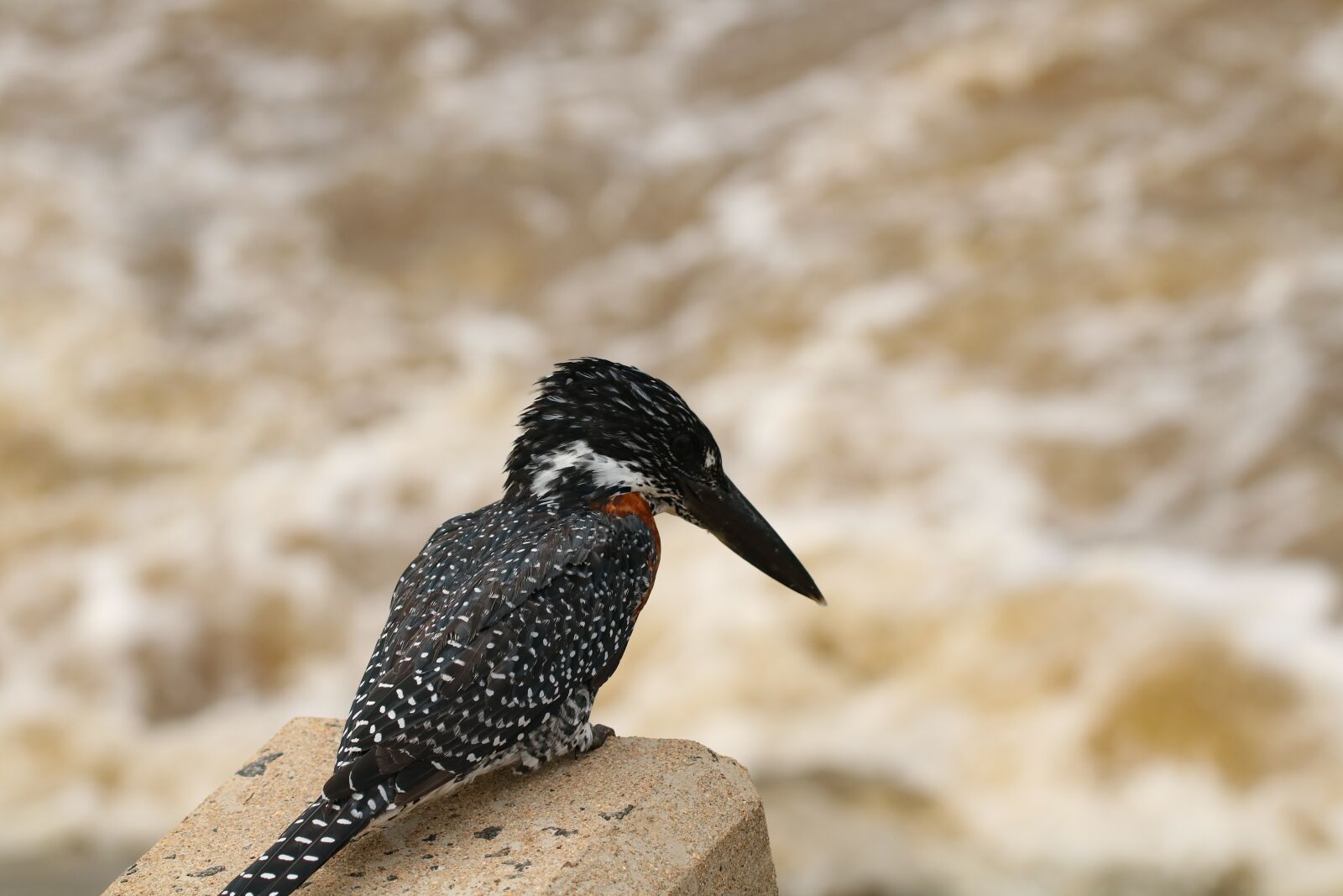 Canon EF 100mm F2.8L Macro IS USM sample photo. A large kingfisher, bird photography