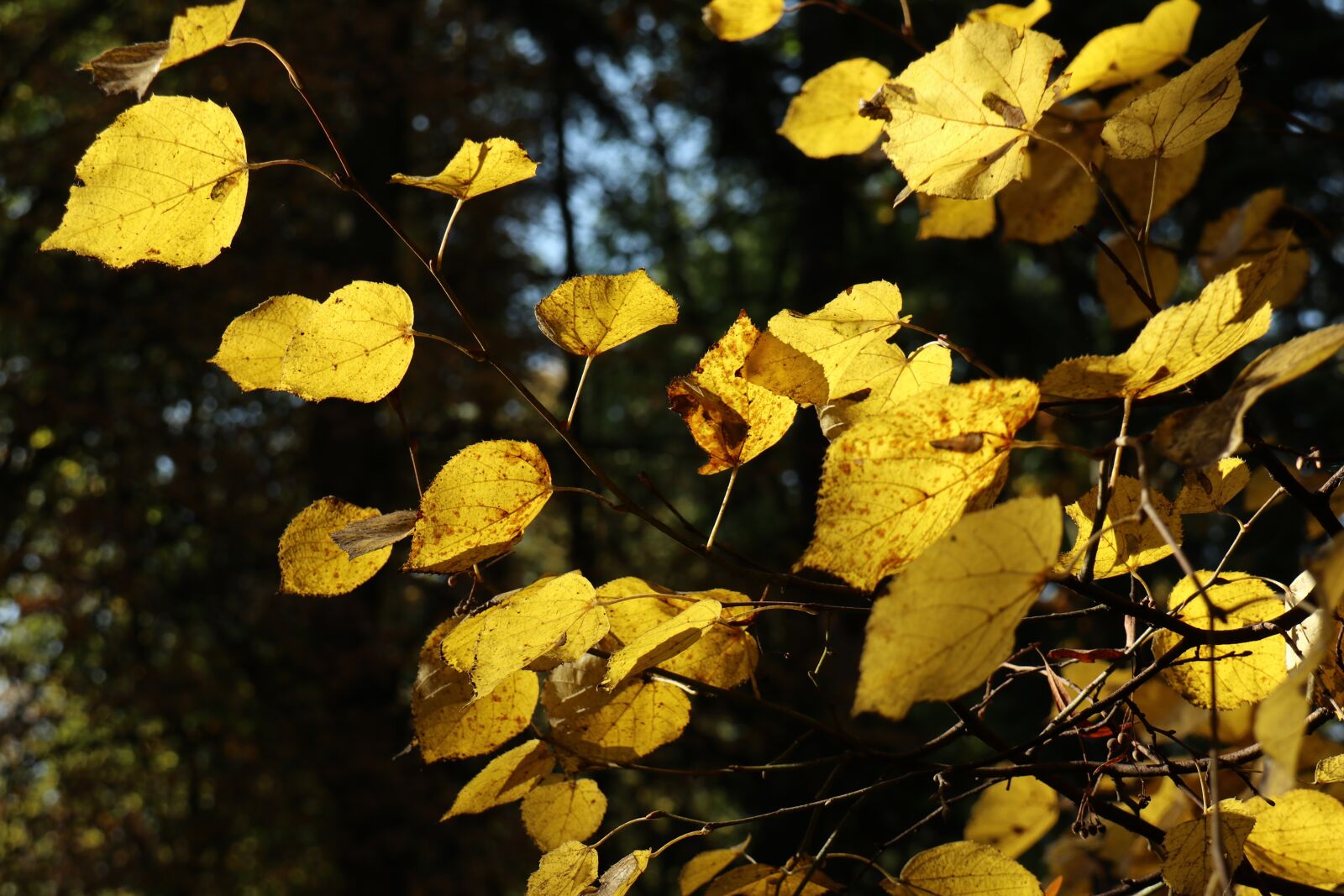 Canon EOS M6 sample photo. Autumn leaves, light, yellow photography