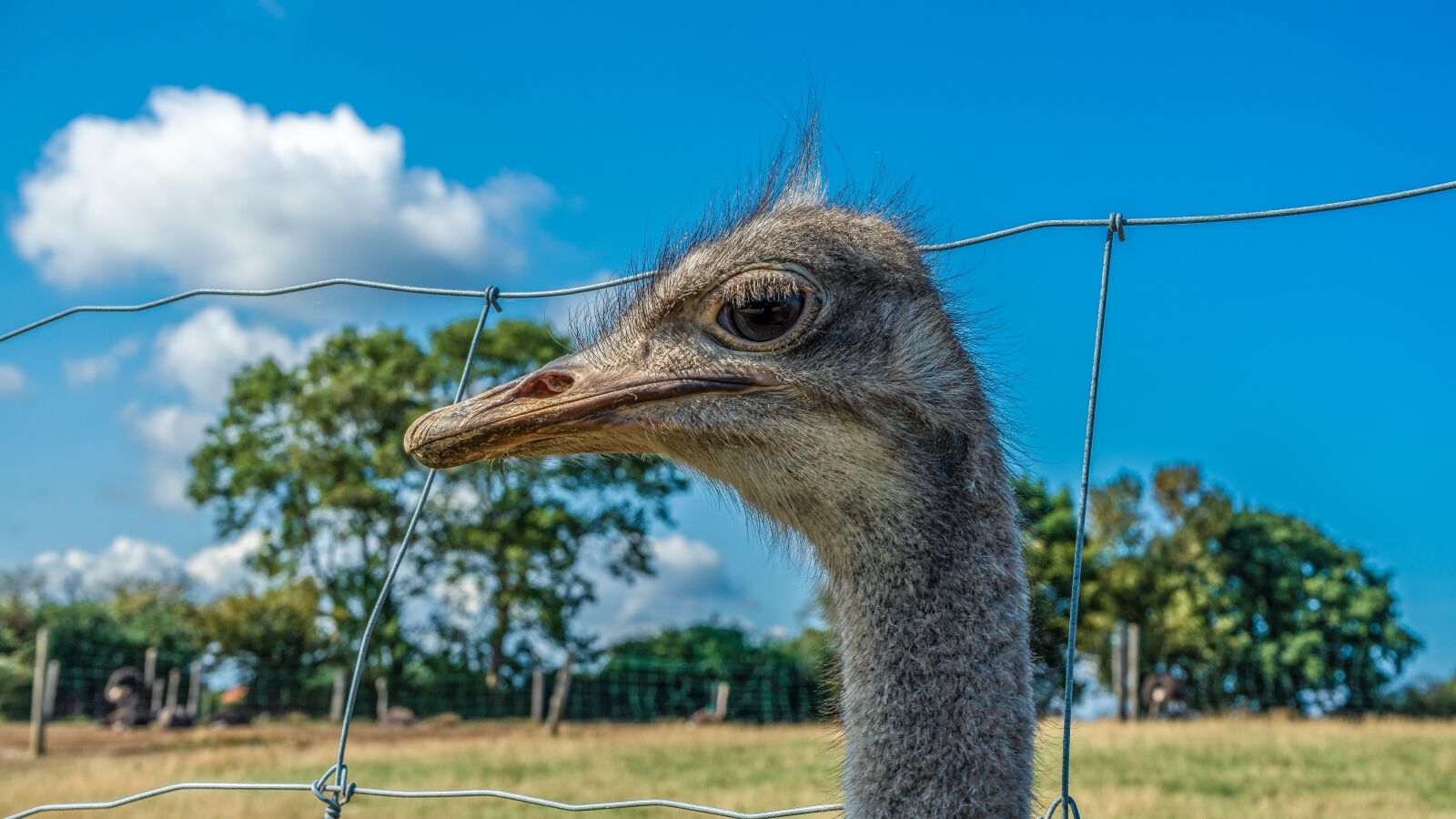 Sony a7 II + Sony FE 28-70mm F3.5-5.6 OSS sample photo. Strauss, bird, head photography