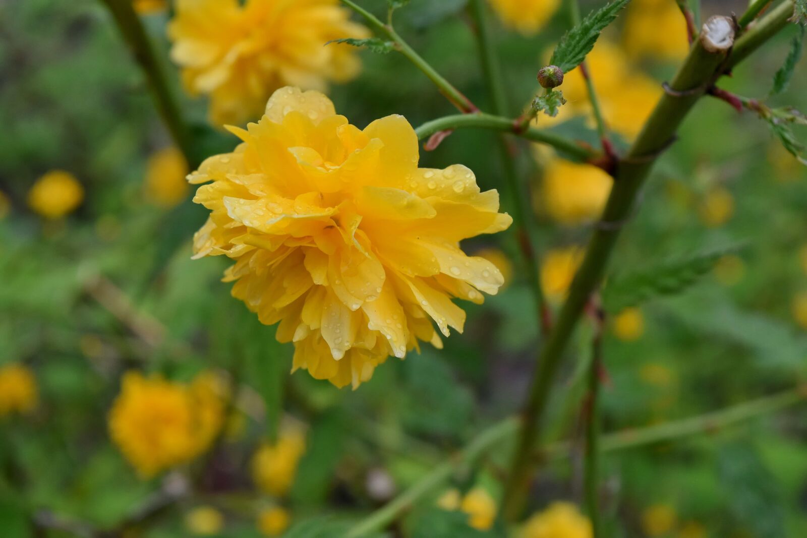 Nikon D5500 sample photo. Flower, leaf, flora, summer photography