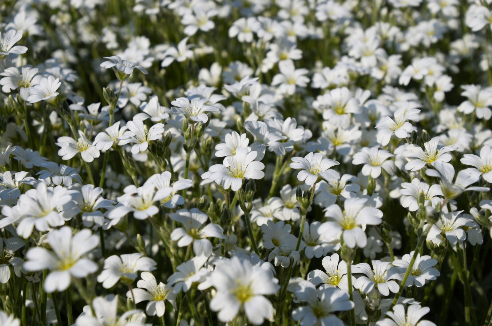 Nikon D7000 sample photo. M zvir g, flower photography
