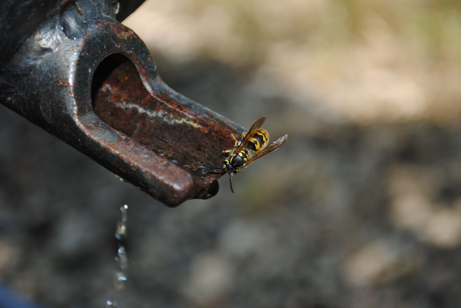 Nikon D3000 sample photo. Water, wasp, faucet photography