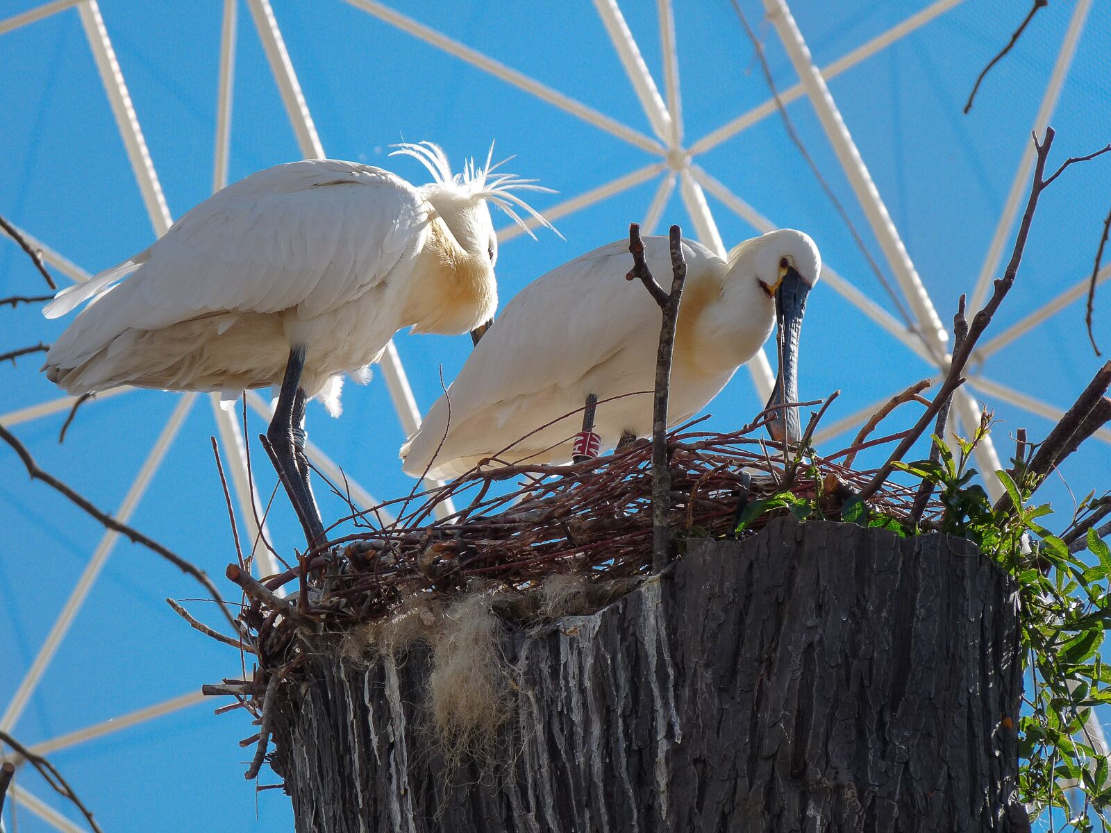 Panasonic Lumix DMC-FZ28 sample photo. Birds, spatula, eurasian spoonbill photography
