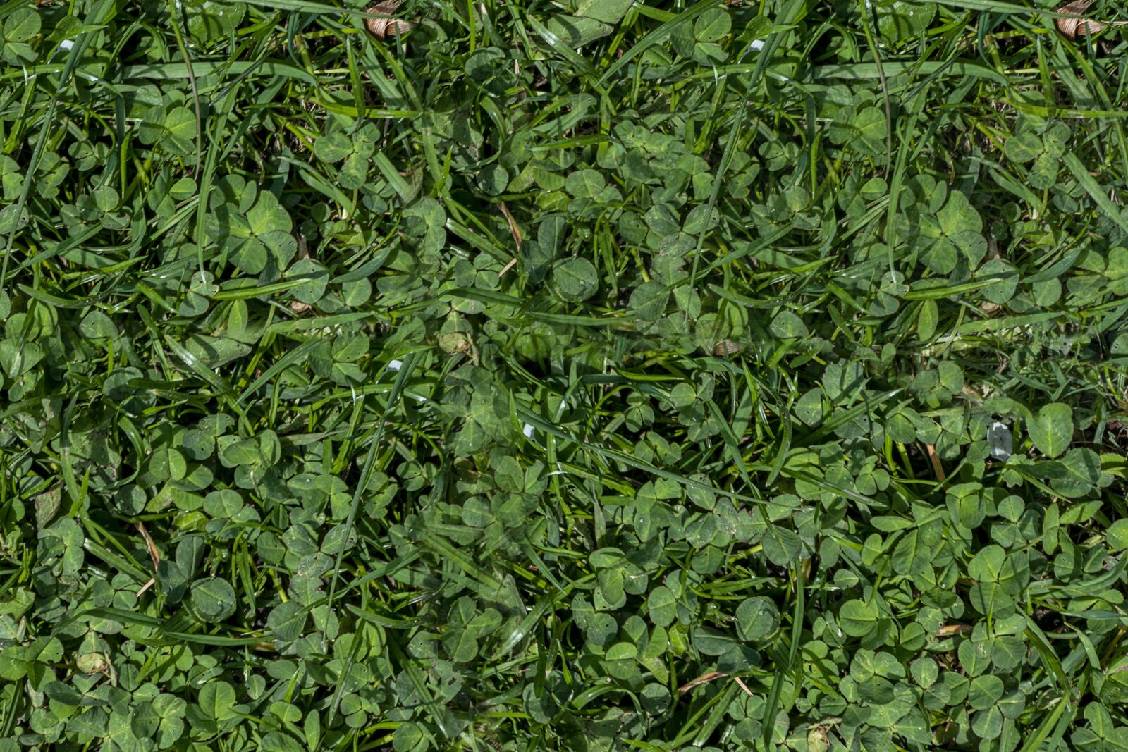 Nikon D5300 sample photo. Texture, grass, meadow photography