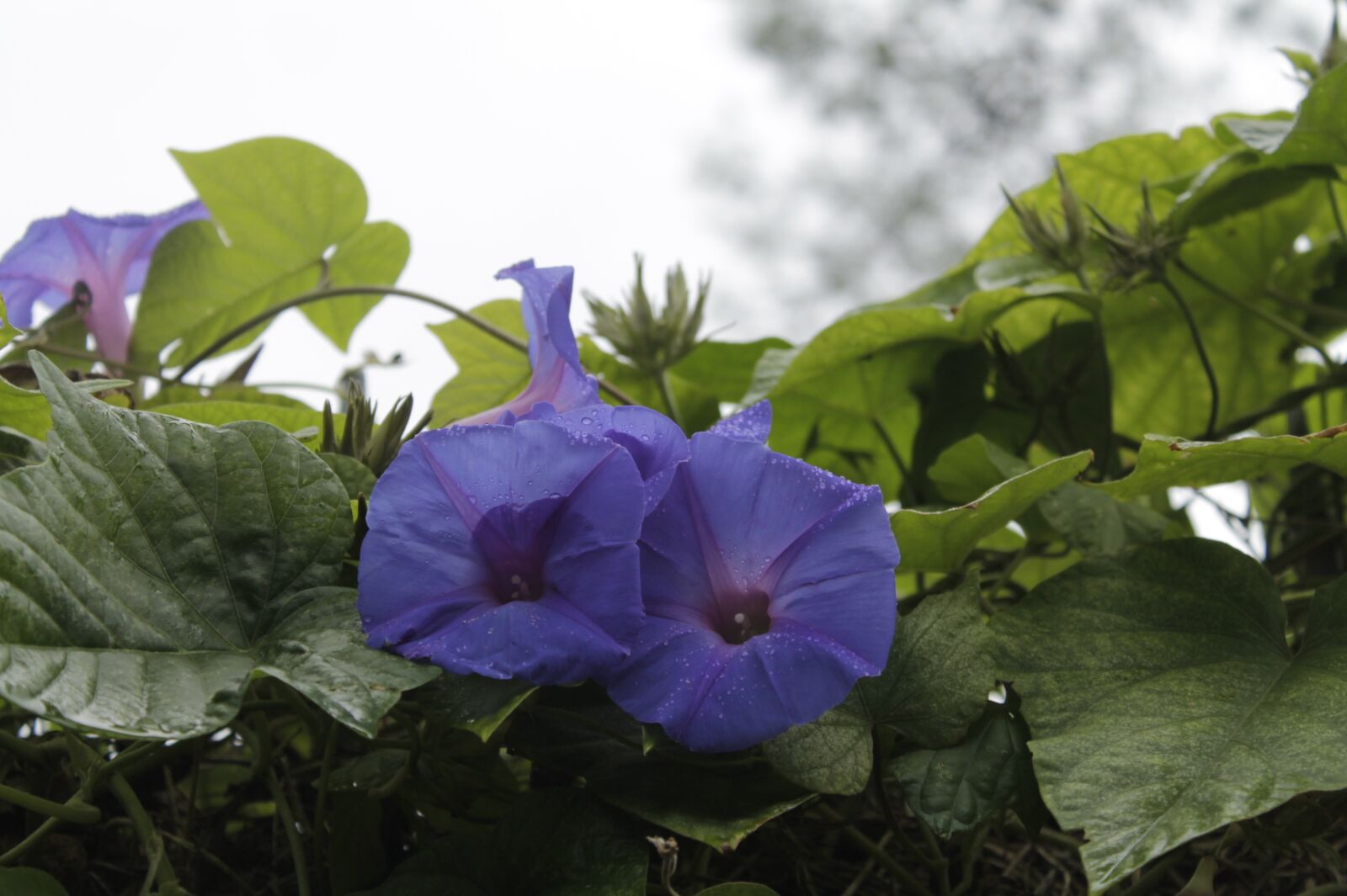 Canon EOS 1100D (EOS Rebel T3 / EOS Kiss X50) sample photo. Flower, purple, blossom photography