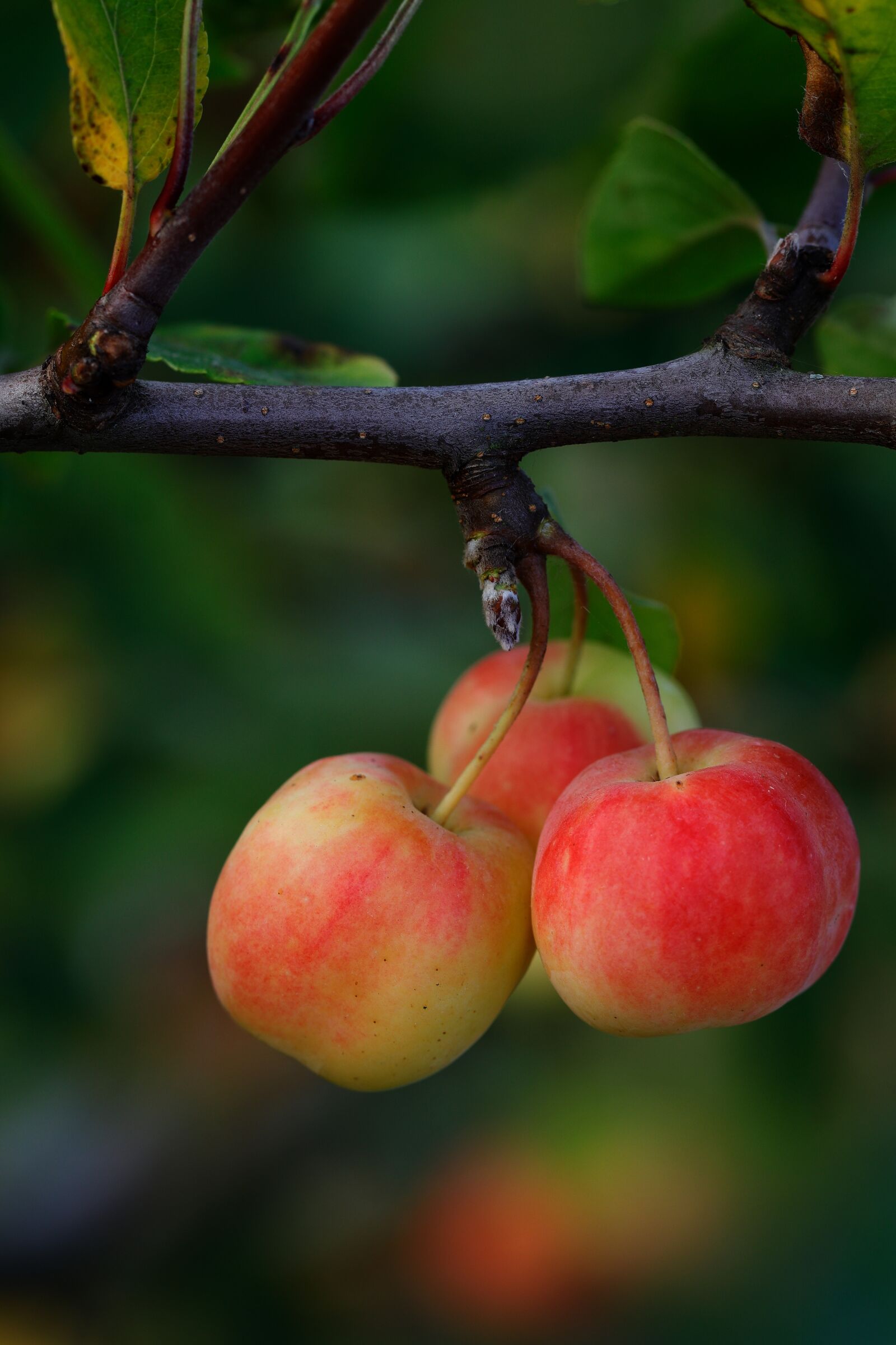 Canon EOS 80D sample photo. Apples, trio, small photography