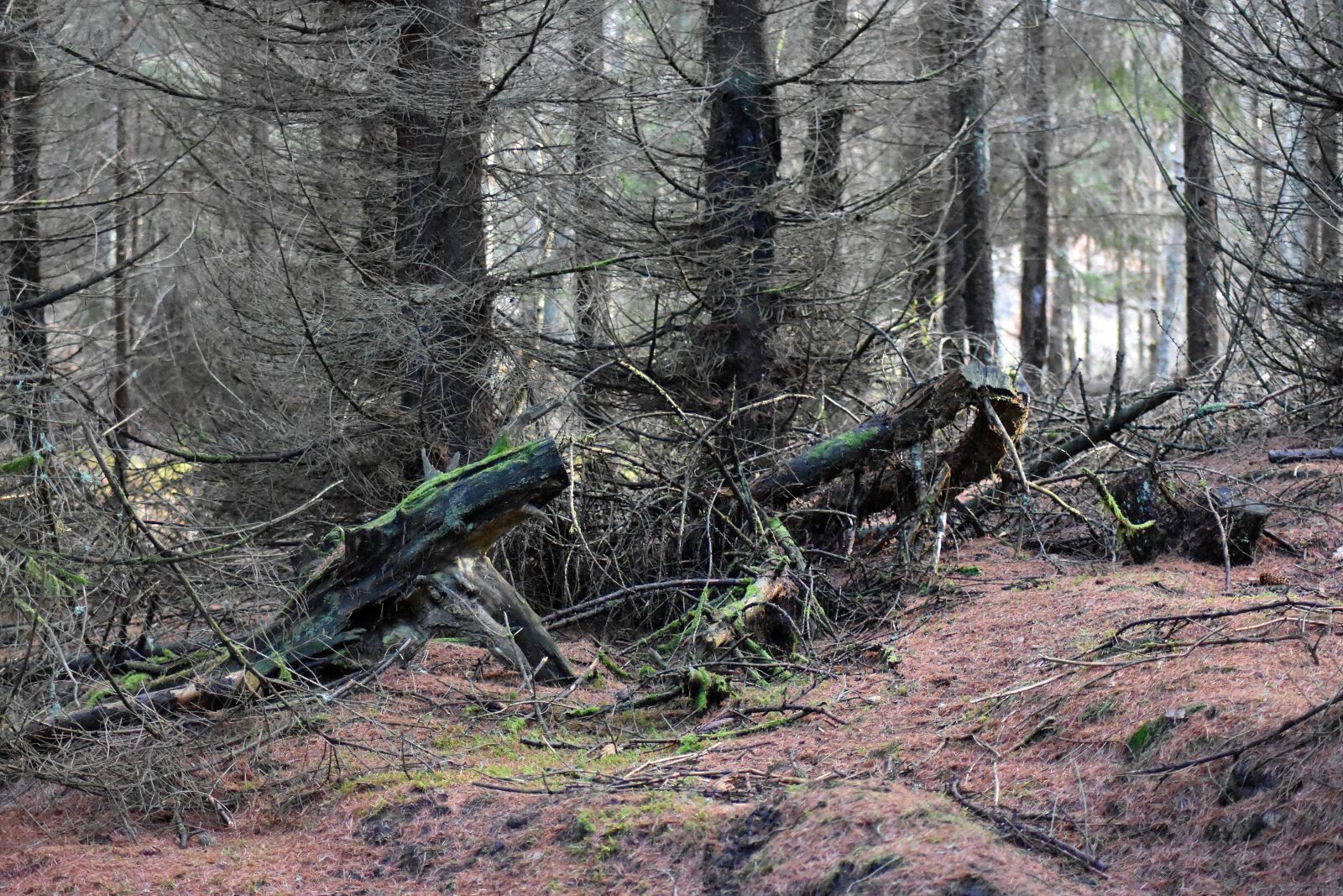 Nikon D3400 sample photo. Forest, landscape, nature photography