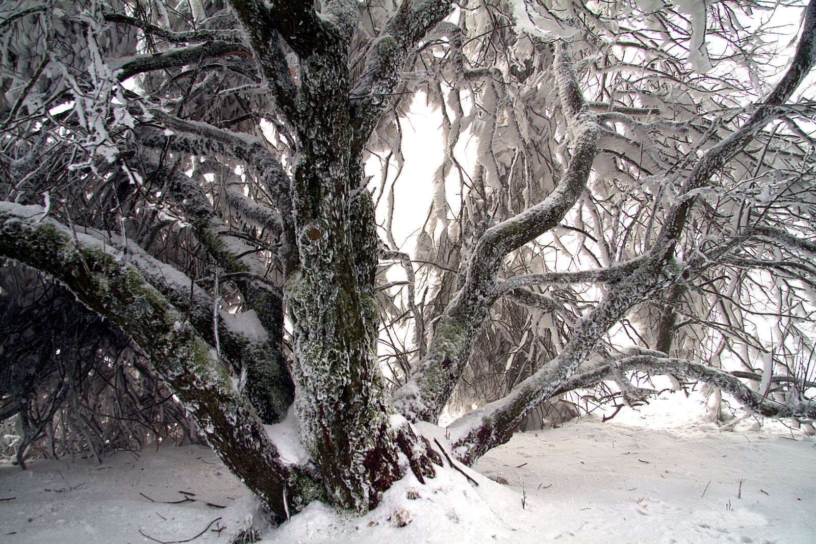 Canon EOS 7D sample photo. Winter, snow, wintry photography