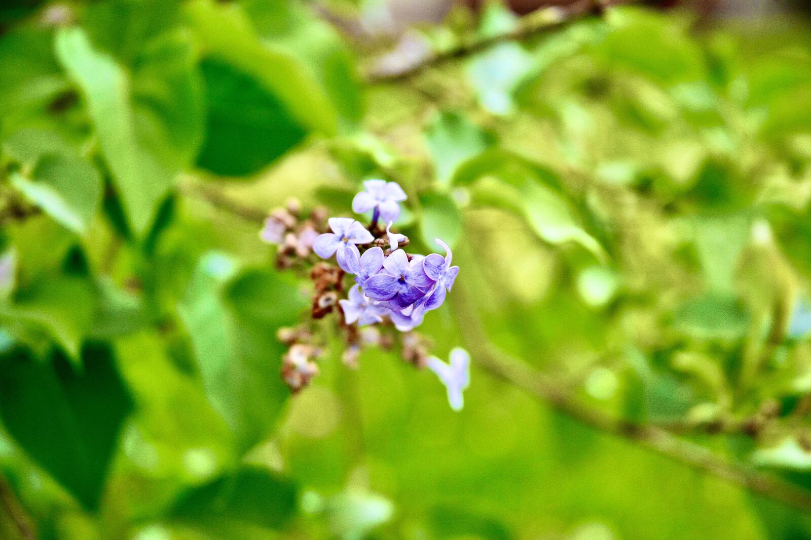 Nikon D5200 sample photo. Blue, smart, ivy fruit photography