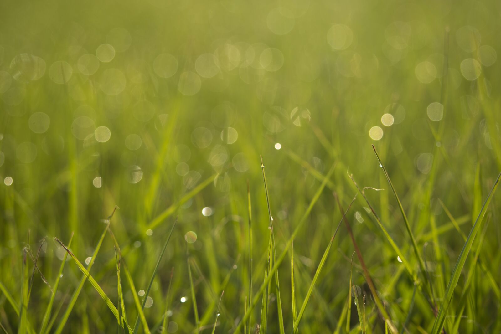 Nikon D5500 sample photo. Bokeh, greenspace, grass photography