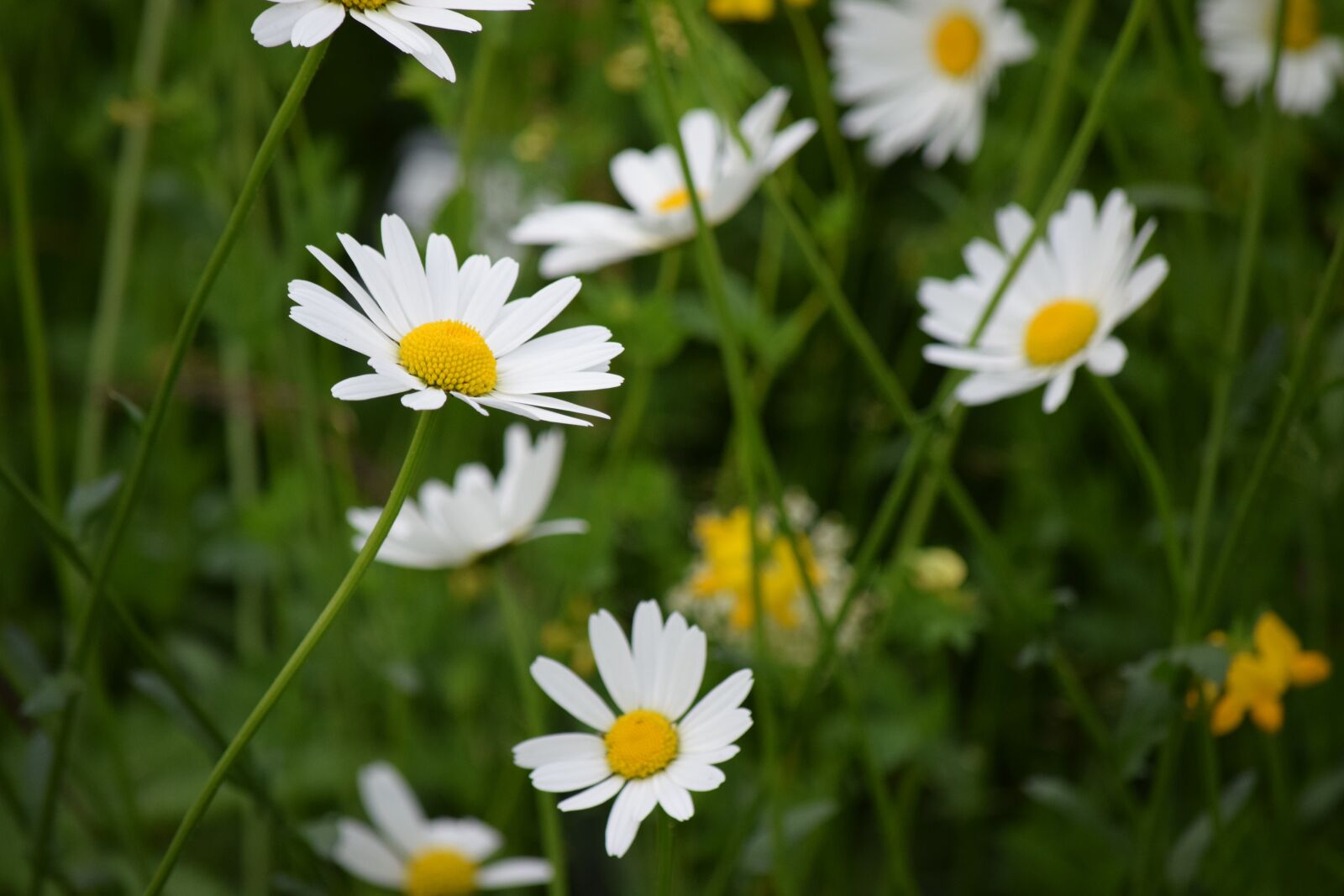 Nikon D5300 sample photo. Daisy, flower, spring photography