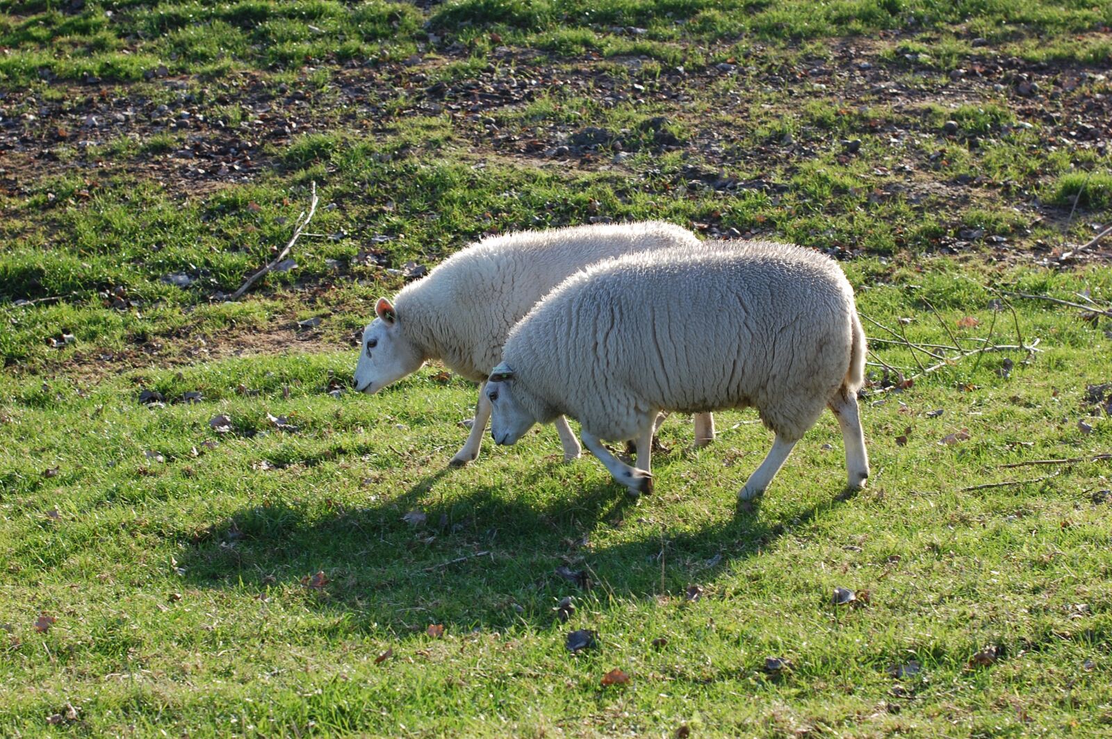 Nikon D40 sample photo. Sheep, pasture, green photography