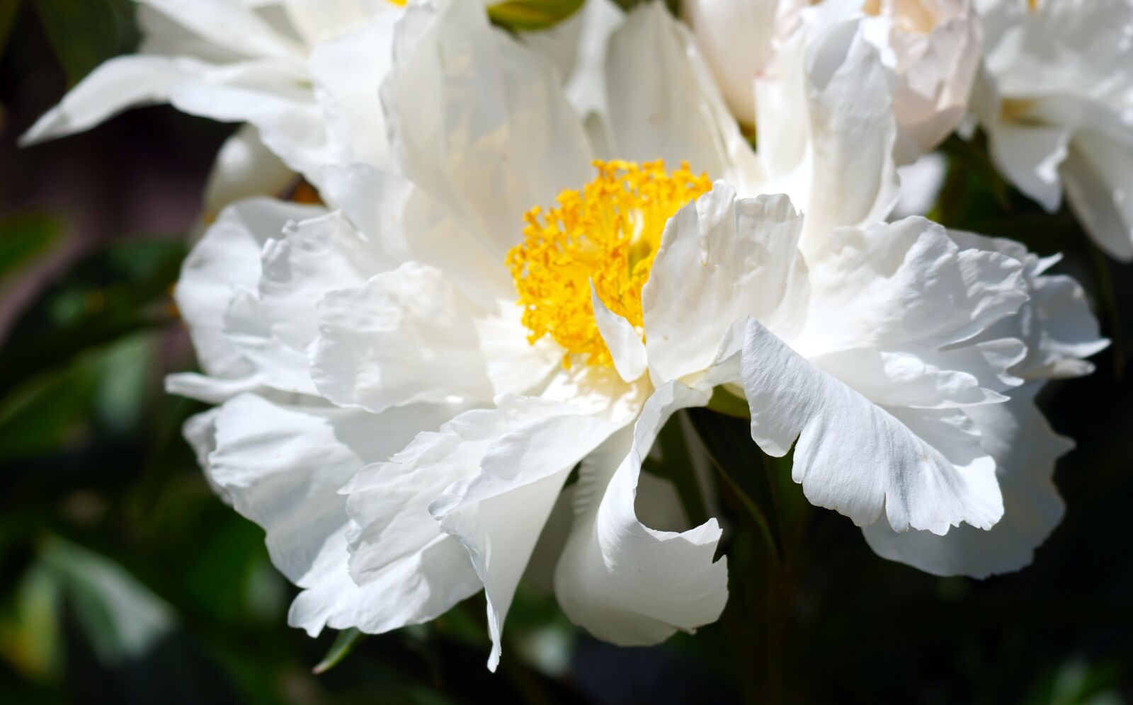 Sony E 70-350mm F4.5-6.3 G OSS sample photo. Peony, white, flower photography