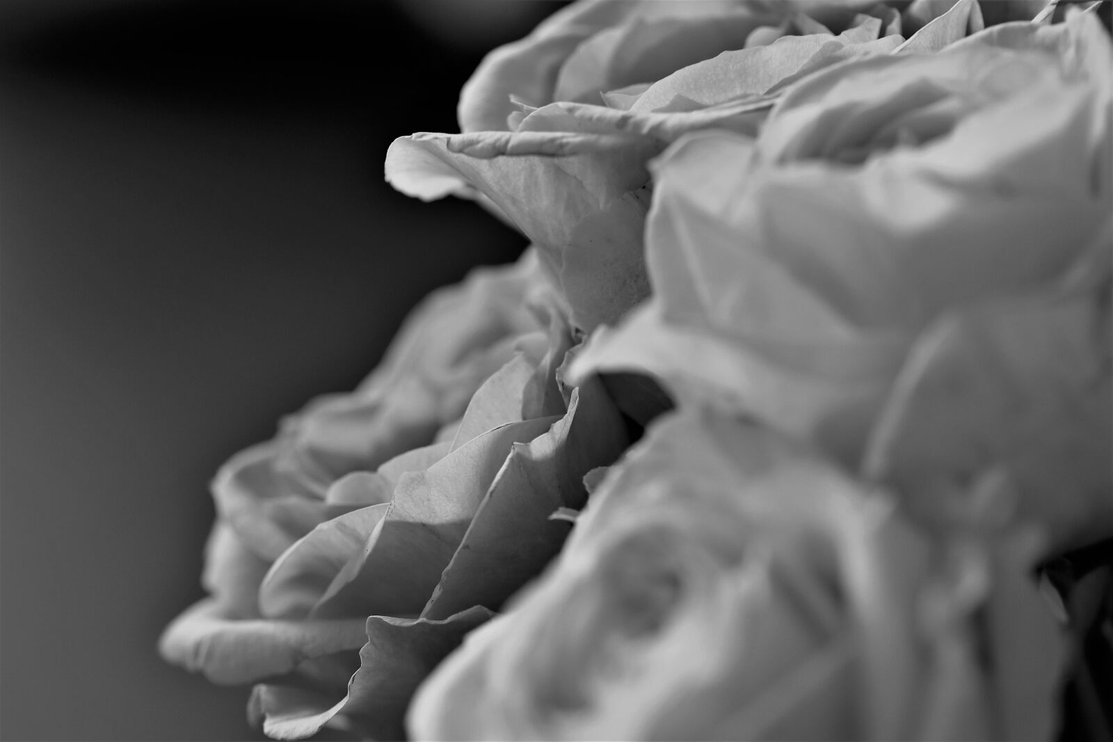 Nikon D5500 sample photo. Roses, flowers, bloom photography
