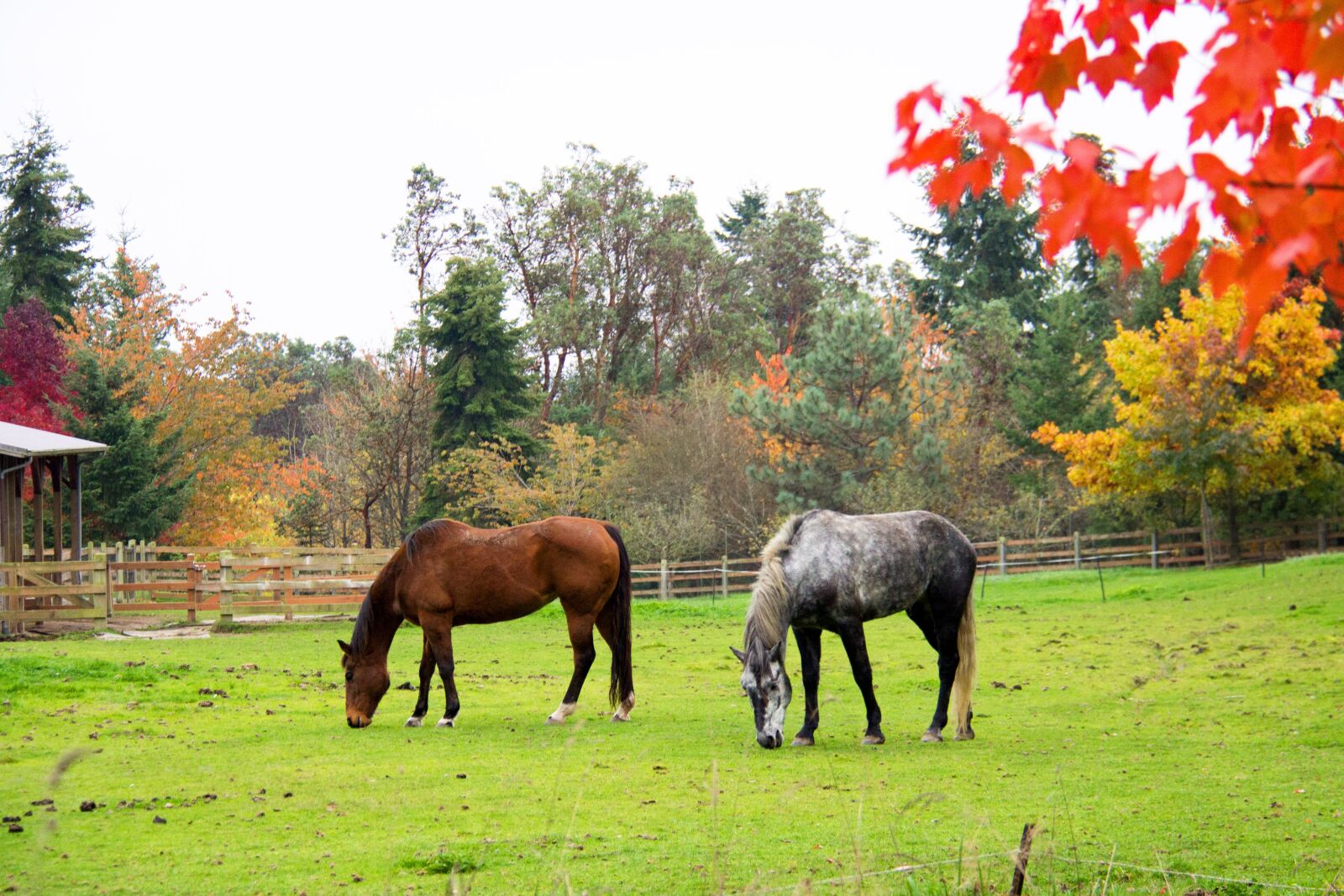 Canon EOS 60D sample photo. Horse, horses, fall photography