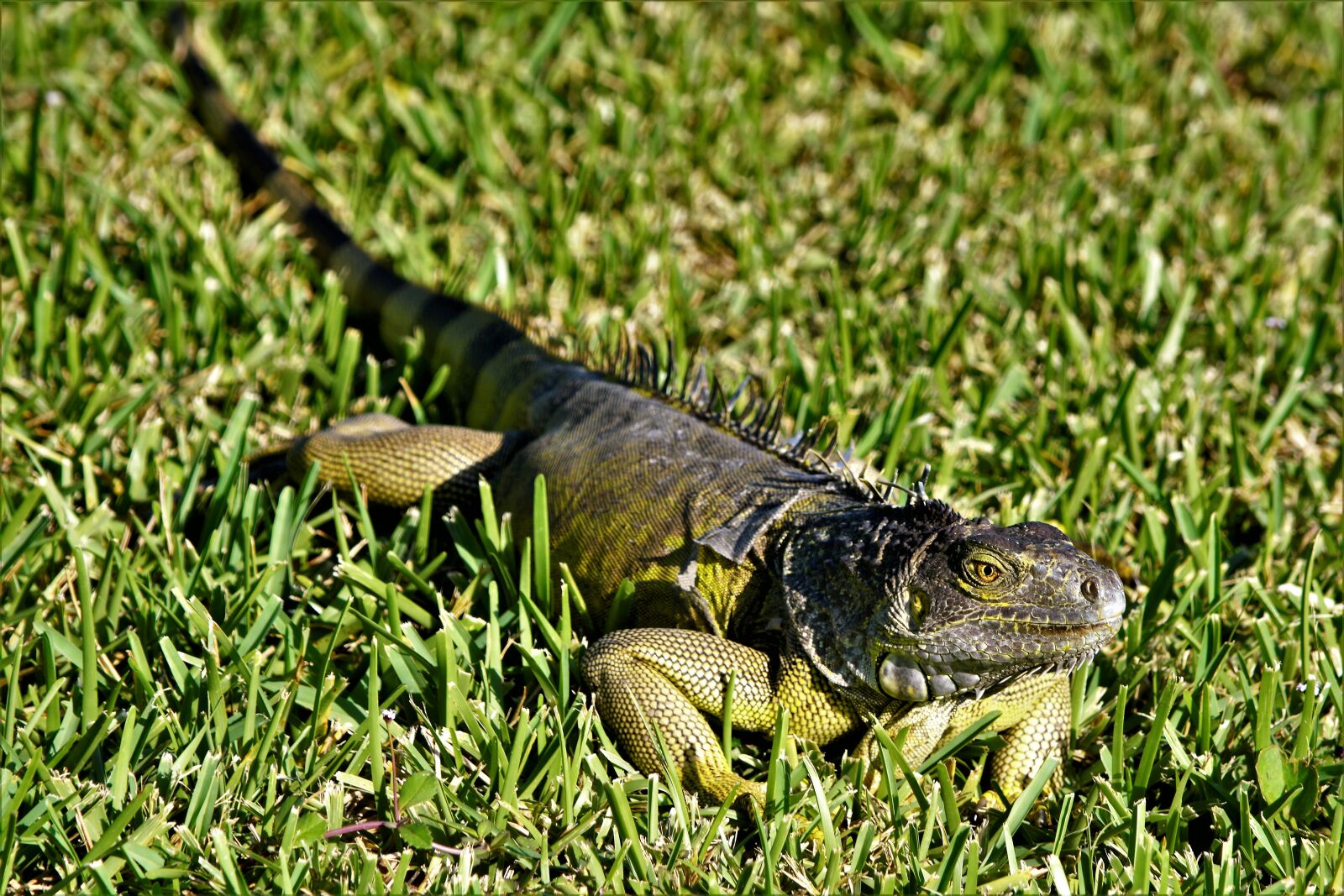 Nikon D7100 sample photo. Iguana, lizard, dragon photography