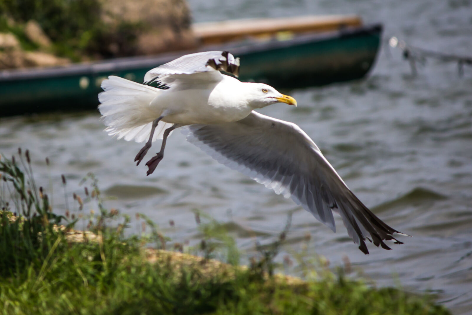 Canon EOS 600D (Rebel EOS T3i / EOS Kiss X5) sample photo. Flying, seagull photography