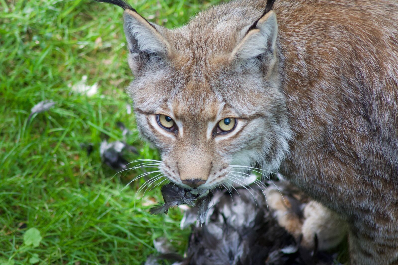 Nikon D3100 sample photo. Mammal, animal, animal world photography