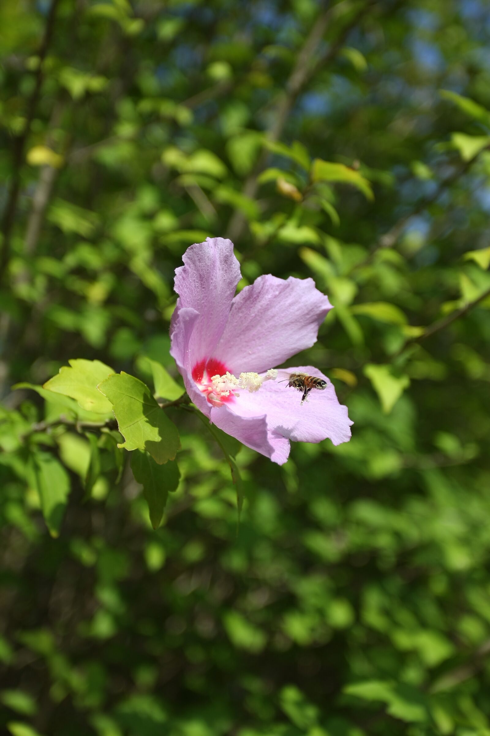 Canon EOS 40D sample photo. Rose of sharon, bee photography