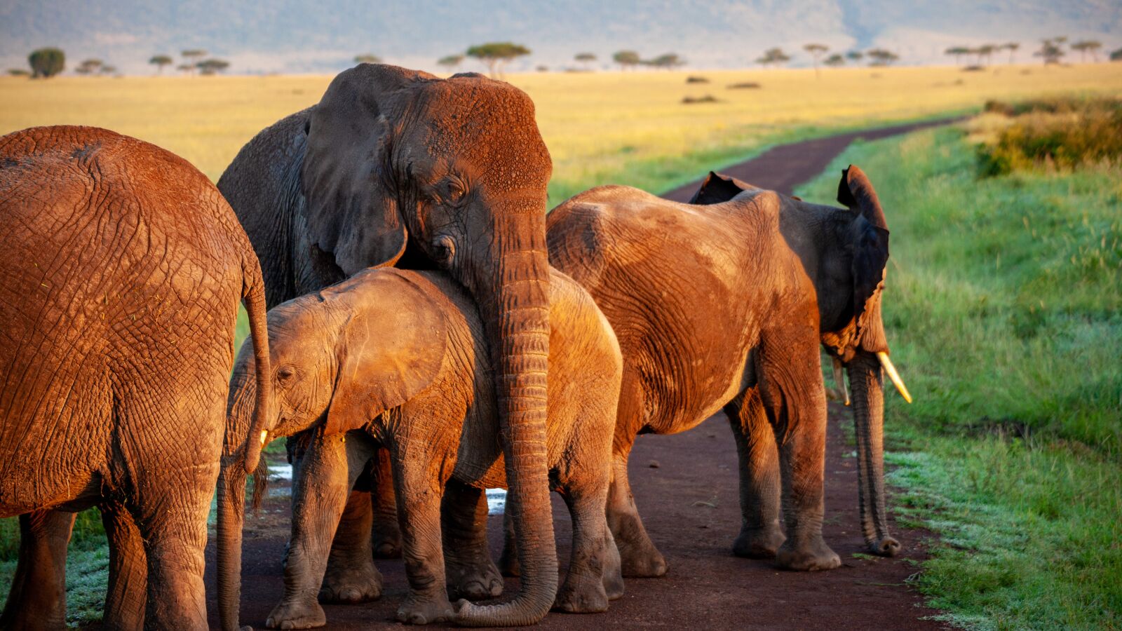 Canon EOS 5D Mark II sample photo. Elephant, flock, mother photography
