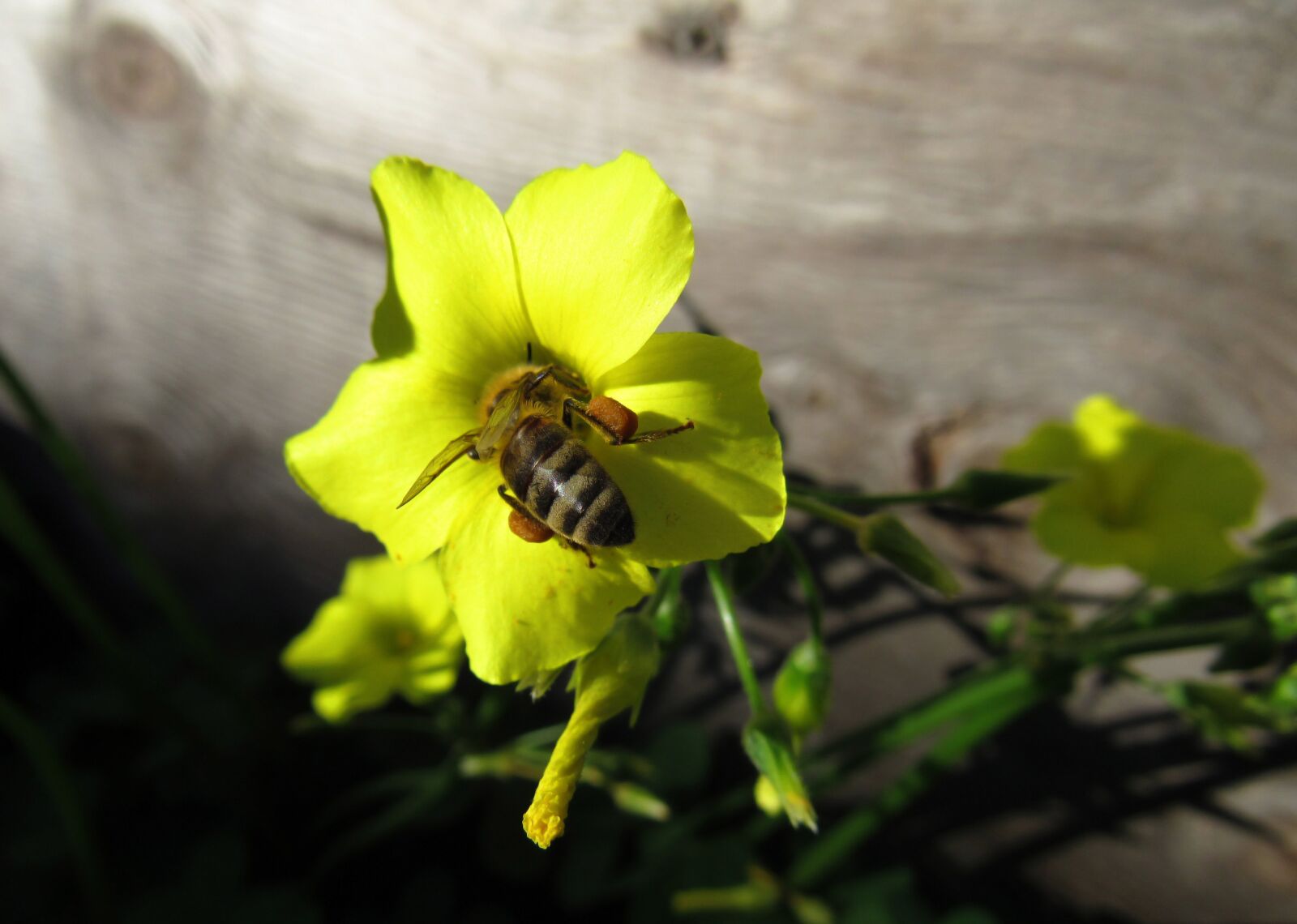 Canon PowerShot SX530 HS sample photo. Bee, flower, pollination photography