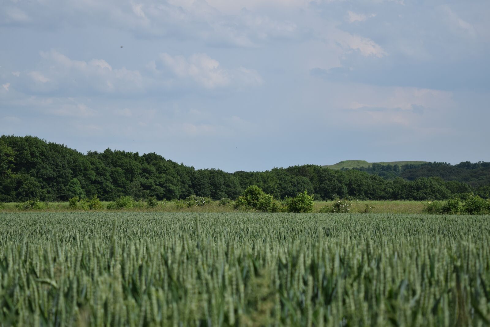 Nikon D5300 sample photo. Sky, cornfield, cereals photography