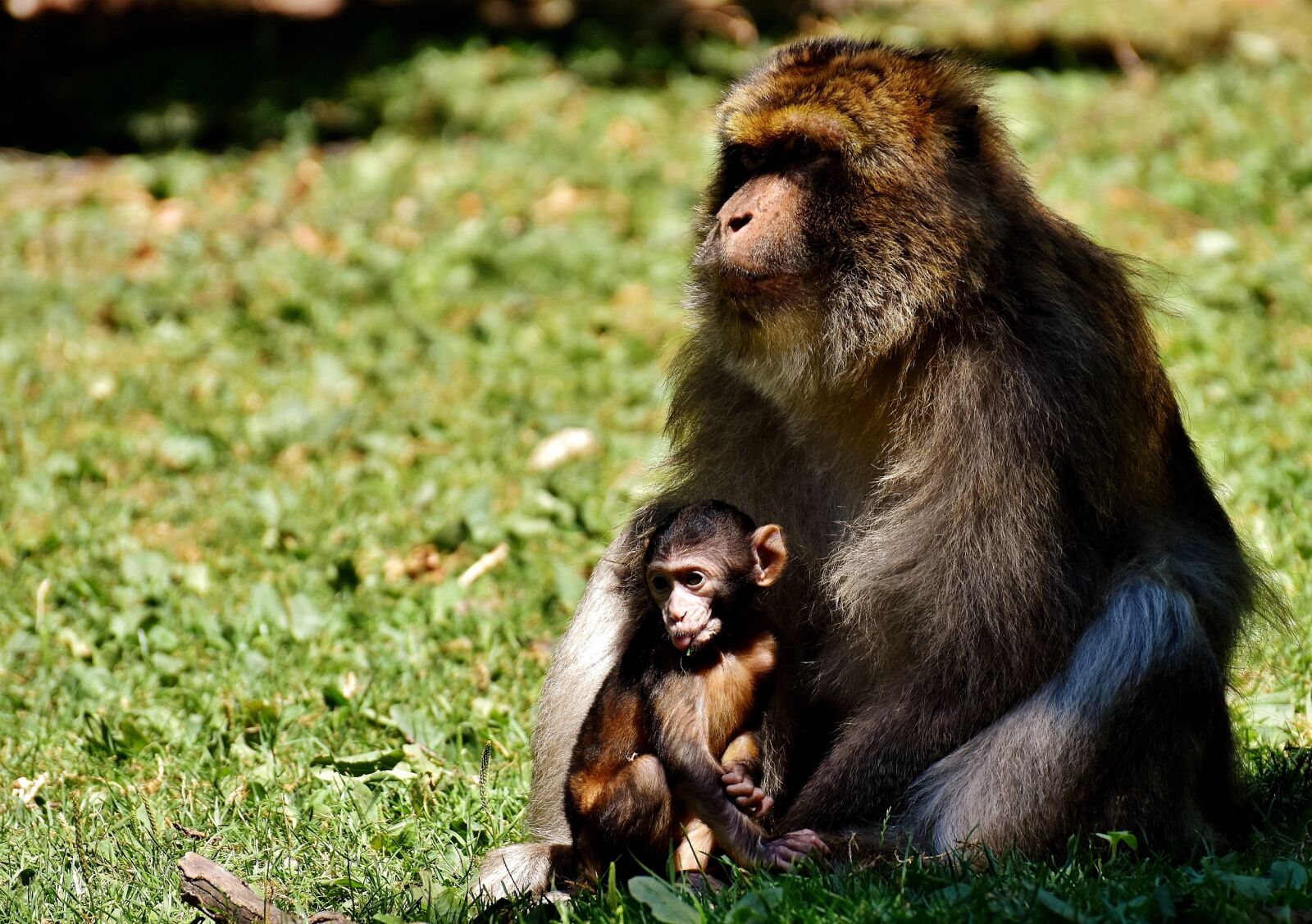 Nikon D7200 sample photo. Ape, baby monkey, barbary photography