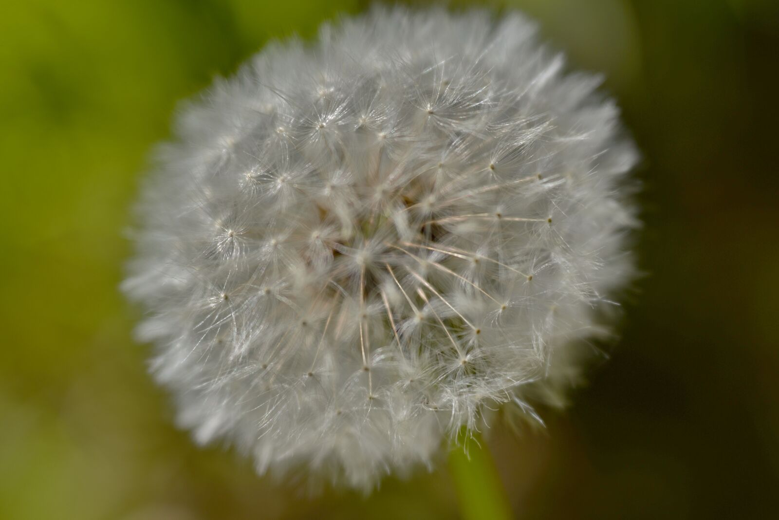 Nikon D600 sample photo. Dandelion, lint, fluffy photography