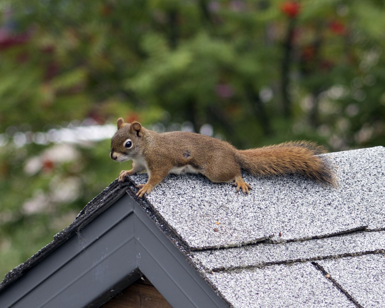 Canon EOS 550D (EOS Rebel T2i / EOS Kiss X4) sample photo. Squirrel, wildlife, nature photography