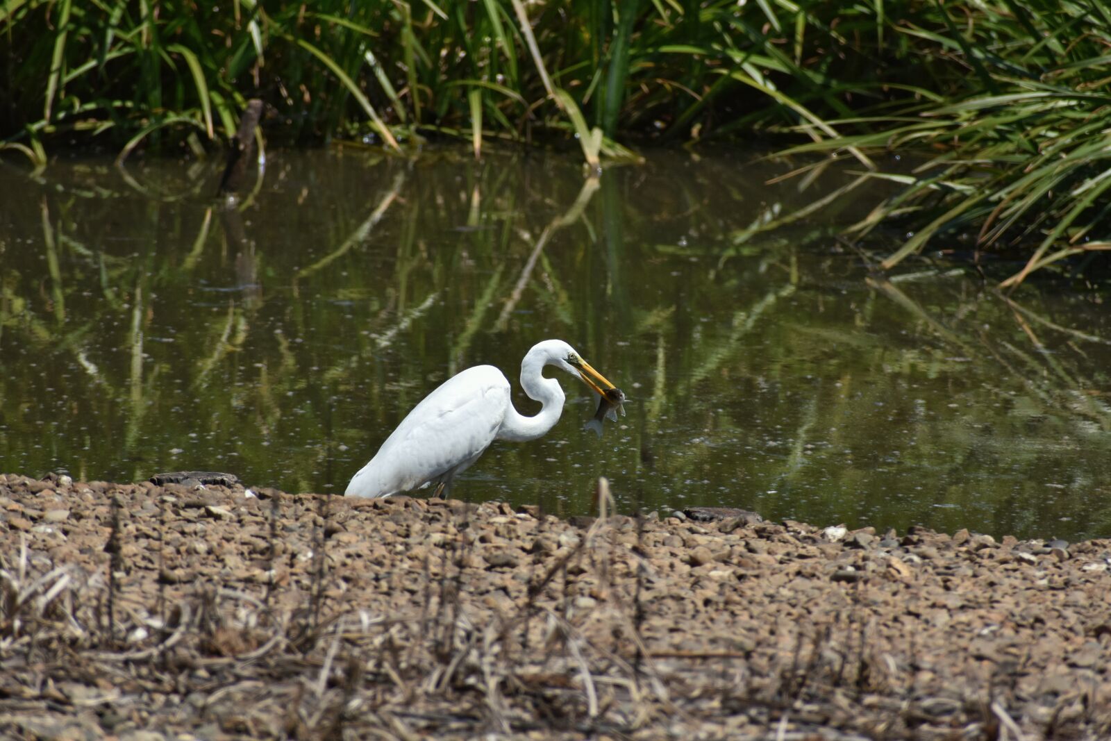 Nikon D7200 sample photo. Animal, pond, waterside photography