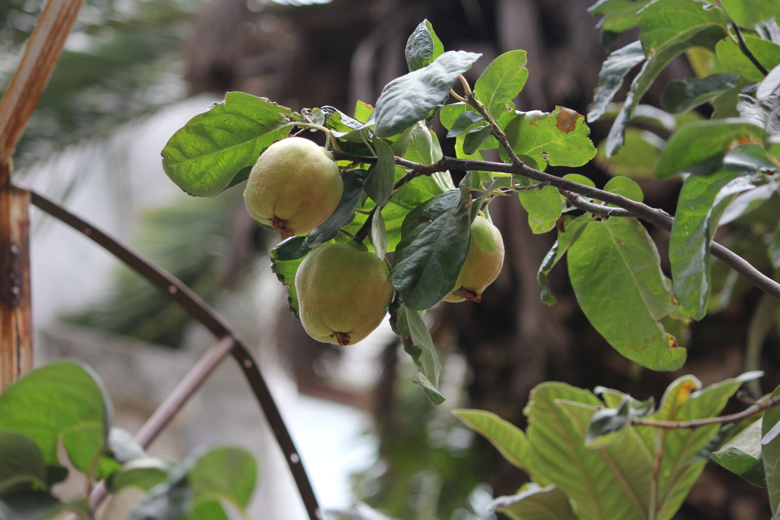 Canon EF-S 55-250mm F4-5.6 IS sample photo. Green, plant, box, quince photography