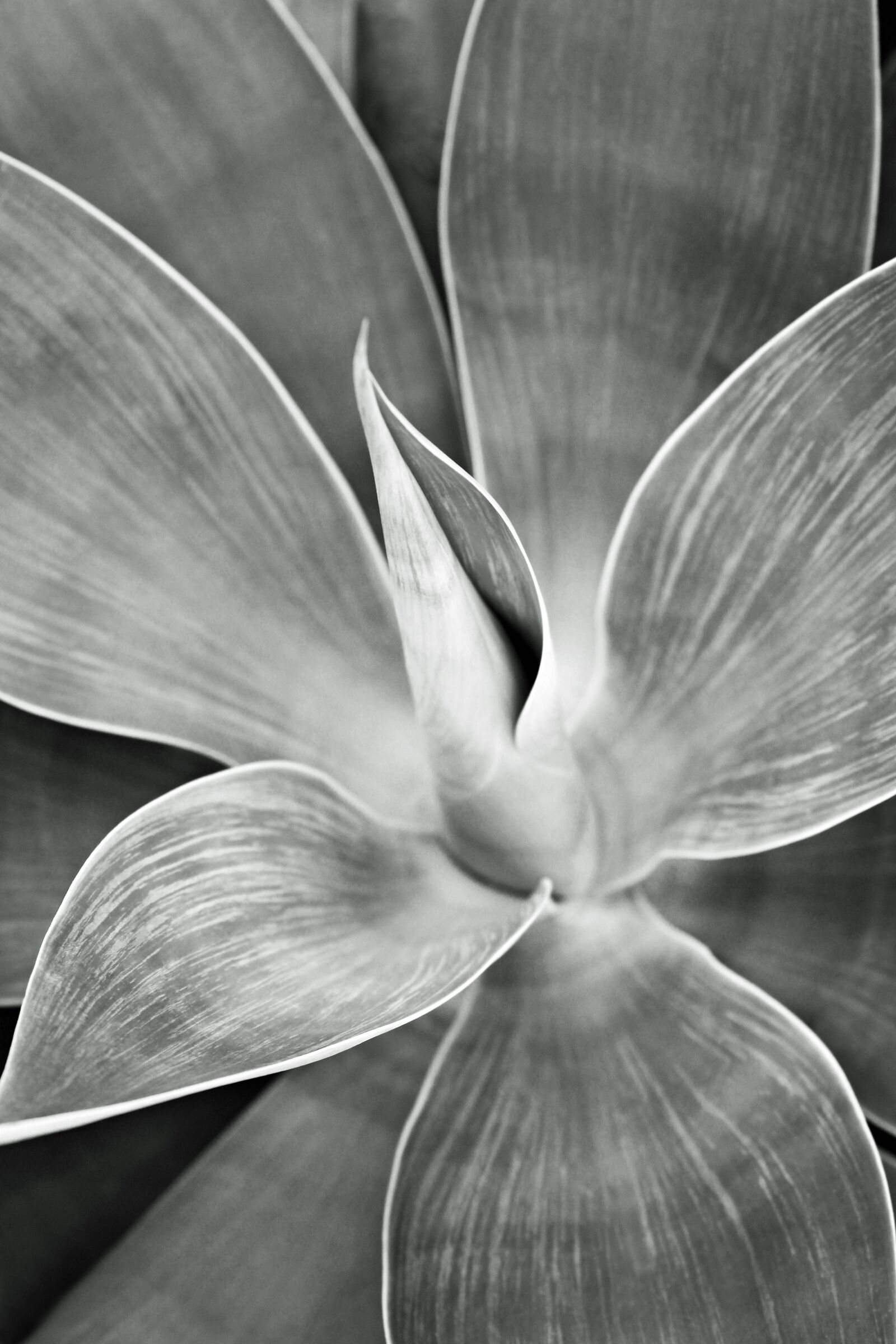 Canon EOS 700D (EOS Rebel T5i / EOS Kiss X7i) sample photo. Agave, plant, tropical photography
