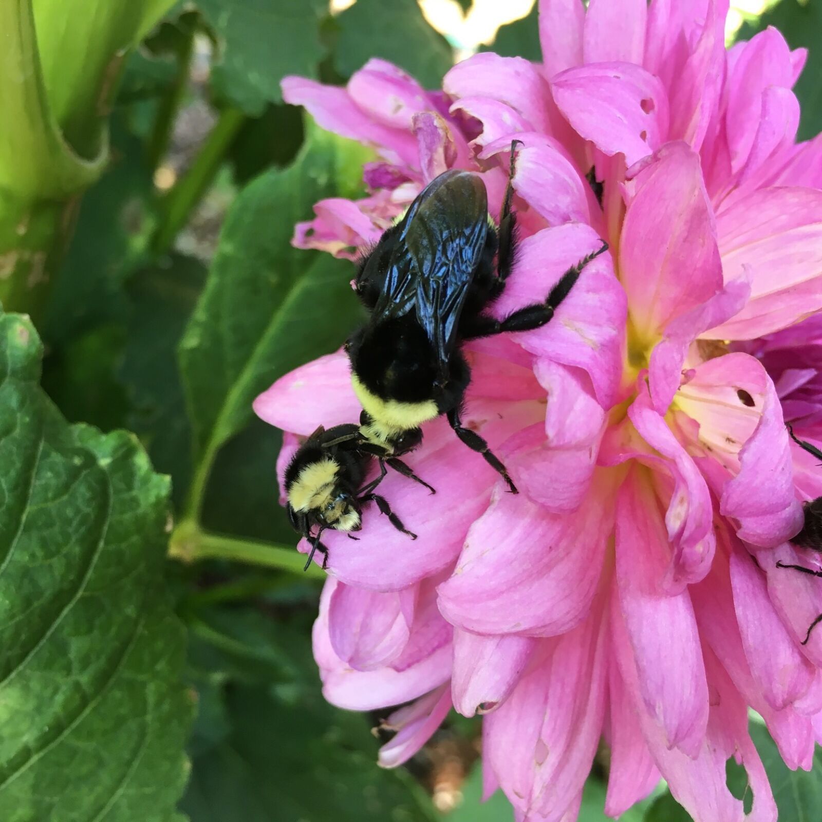 iPhone 6s back camera 4.15mm f/2.2 sample photo. Bee photography