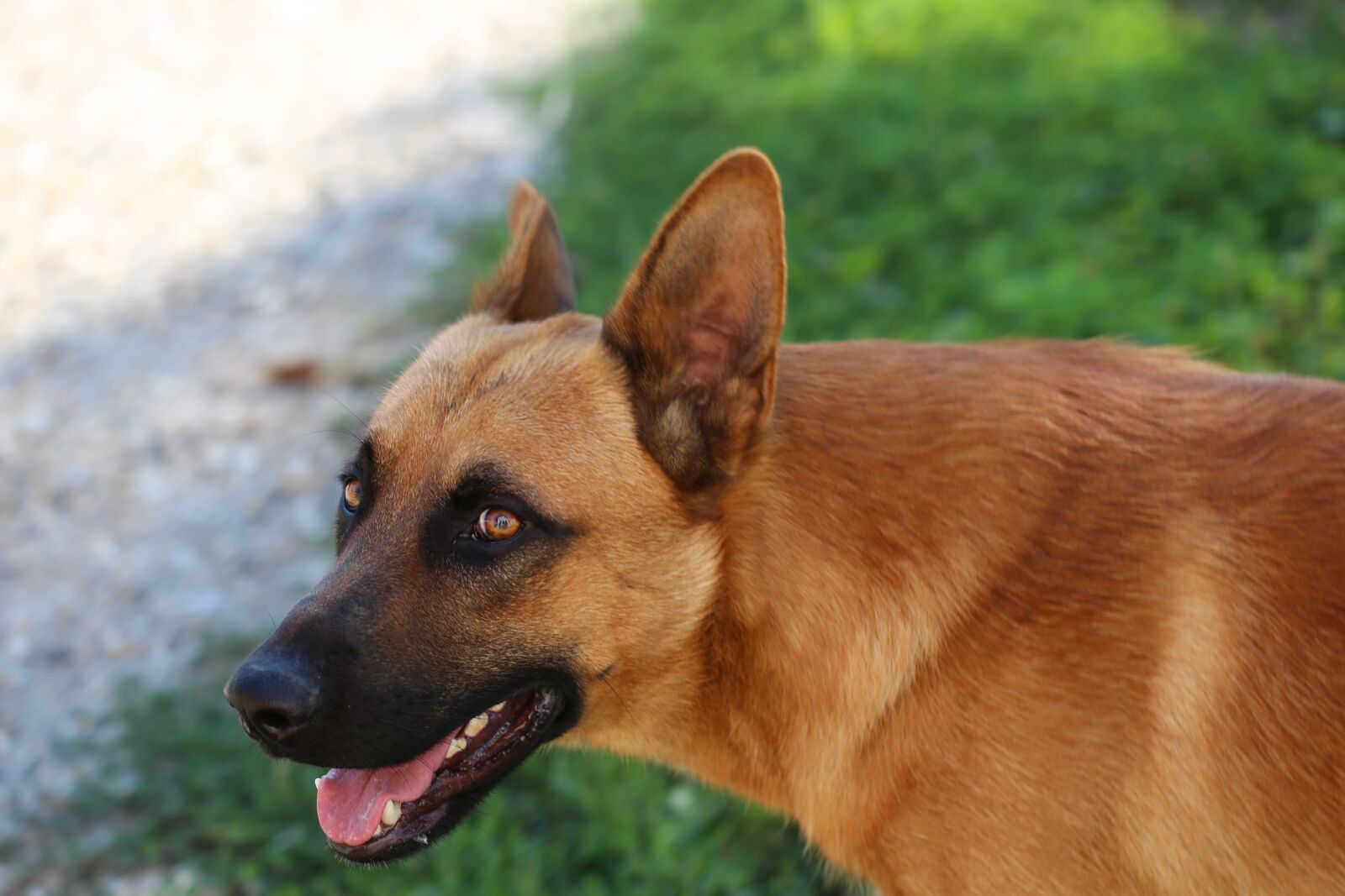 Canon EOS 6D + Canon EF 100mm F2.8 Macro USM sample photo. Belgian sheepdog, young, guard photography